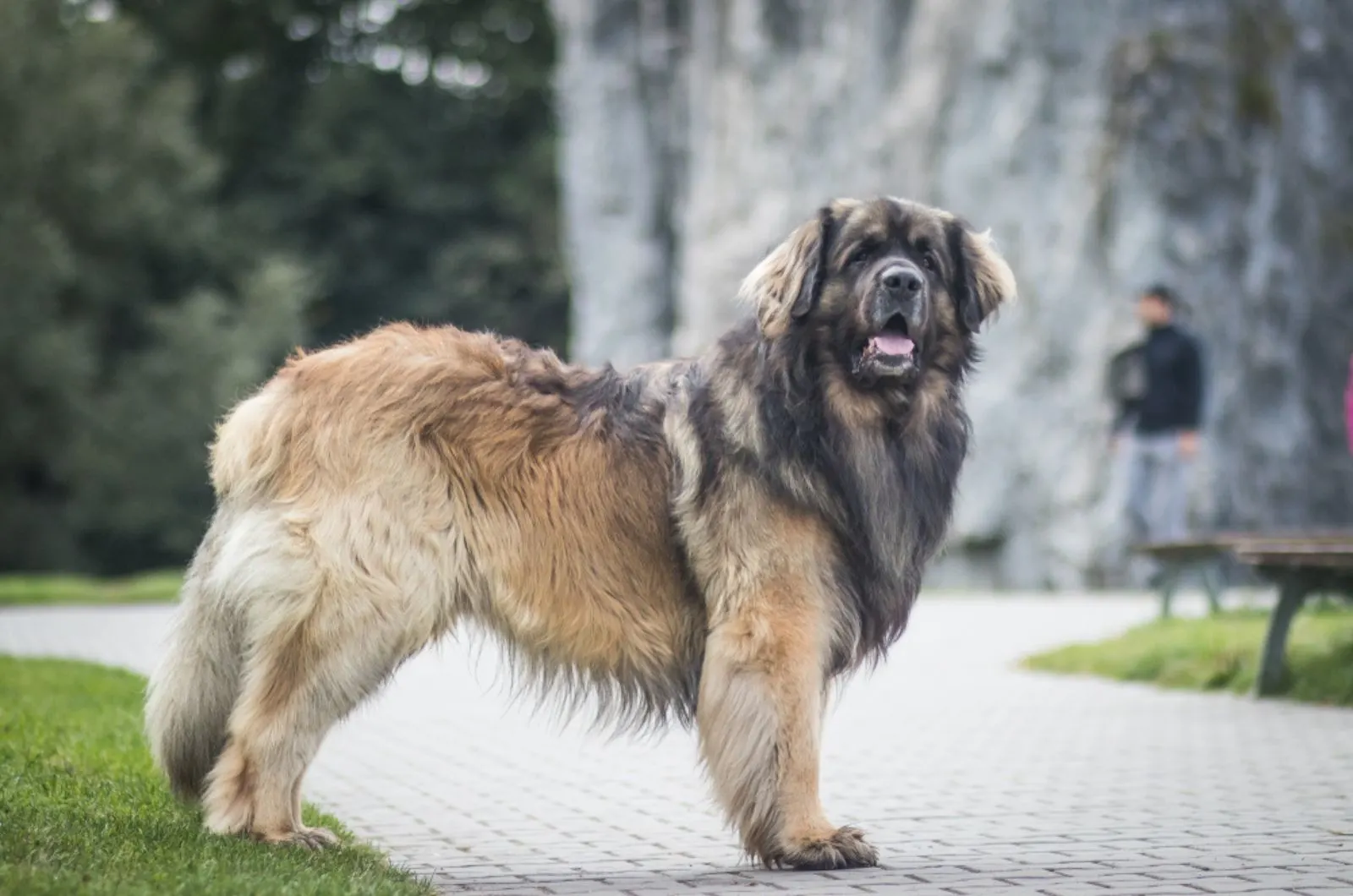 leonberger dog in the park