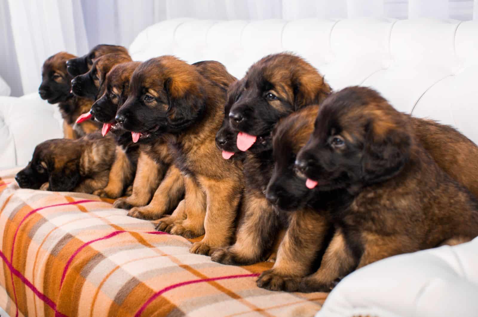 leonberger puppies sitting on the couch