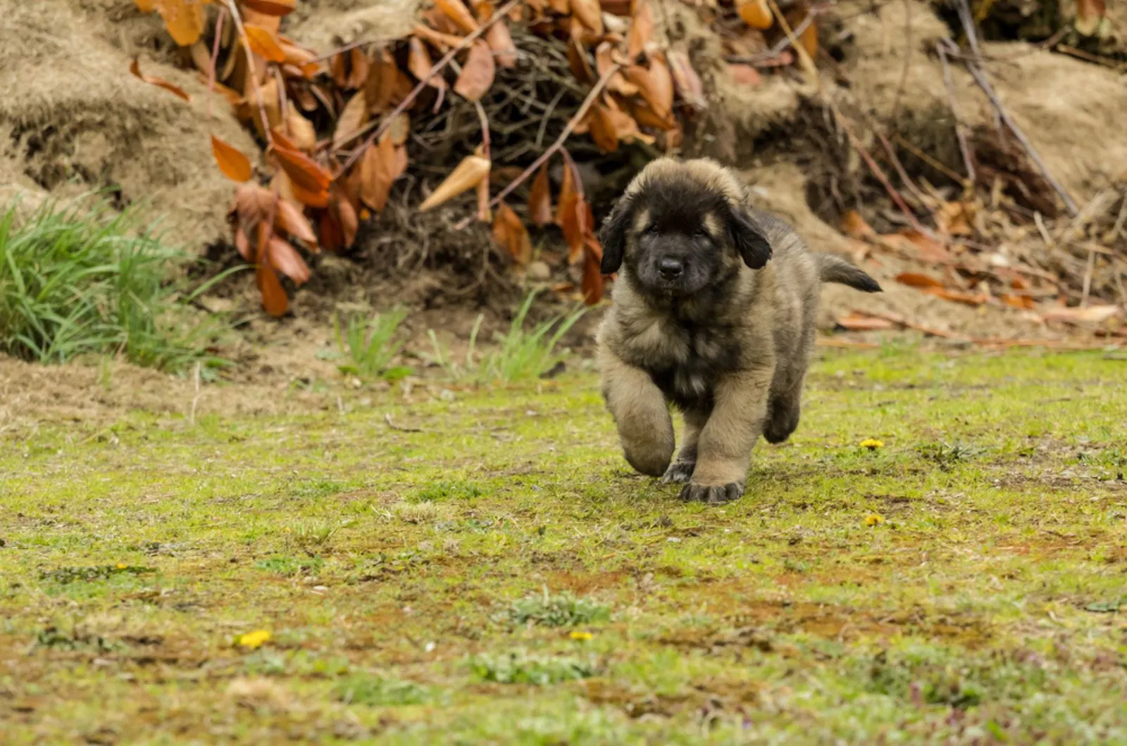 leonberger puppy running in  nature