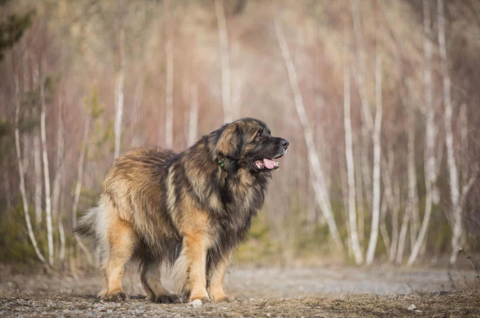 leonberger in the forest