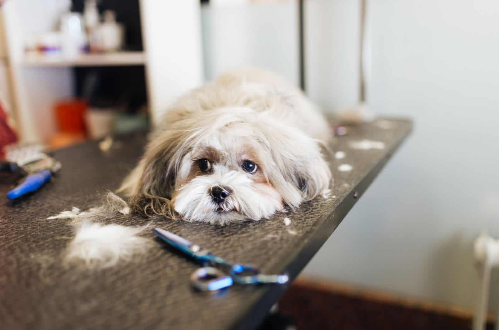 lhasa apso at grooming salon lying on the table