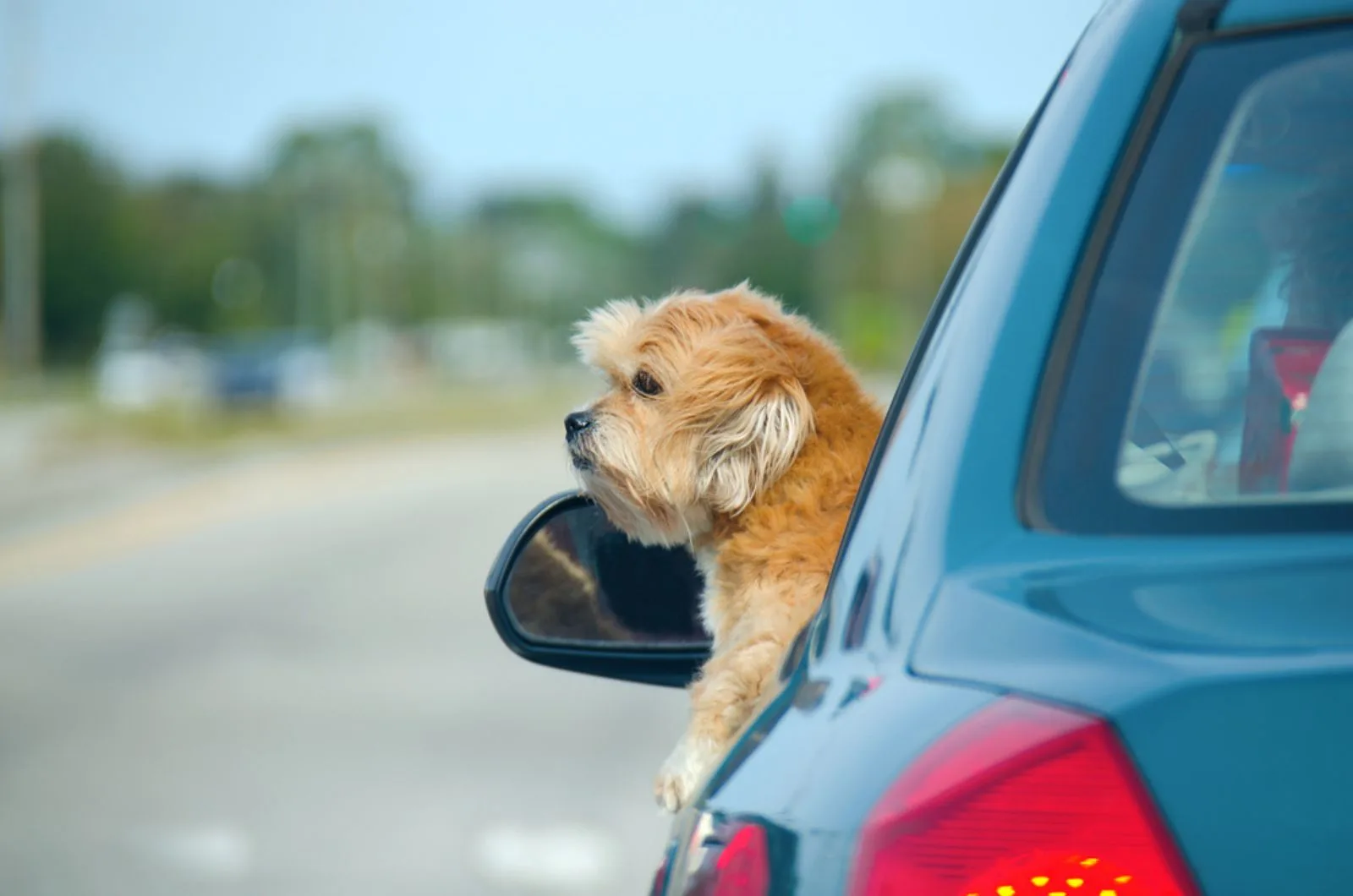lhasa apso hanging our of a car window  enjoying a ride