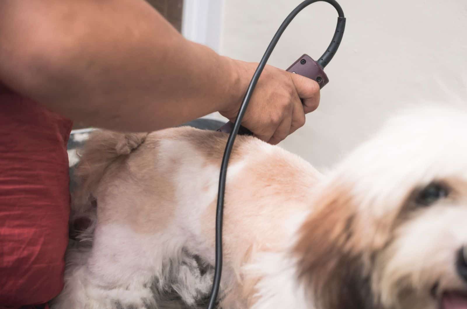 lhasa apso getting a haircut at a dog grooming salon
