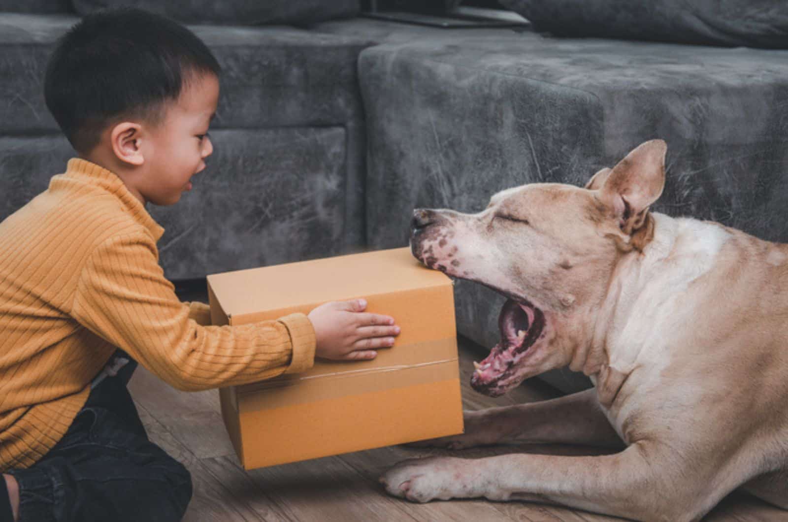 little boy playing with a pitbull dog at home