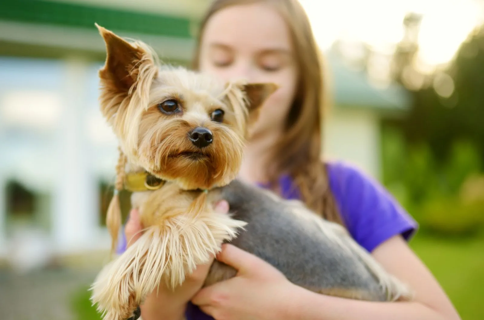 little girl holding her funny yorkshire terrier dog in the yard
