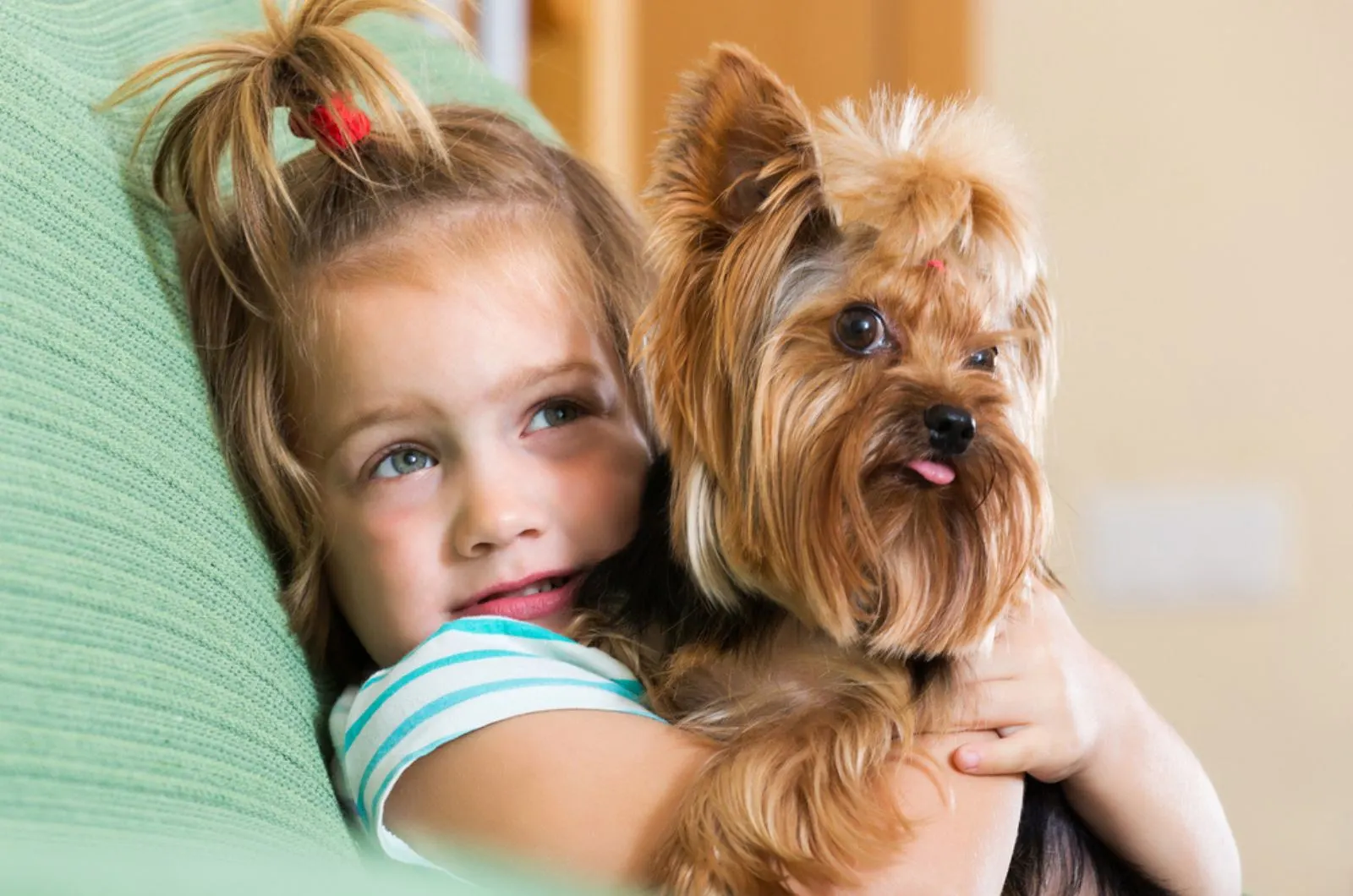little girl playing with her dog yorkshire terrier 