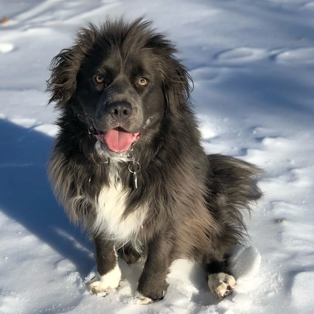 long-haired Pitbull sitting in snow