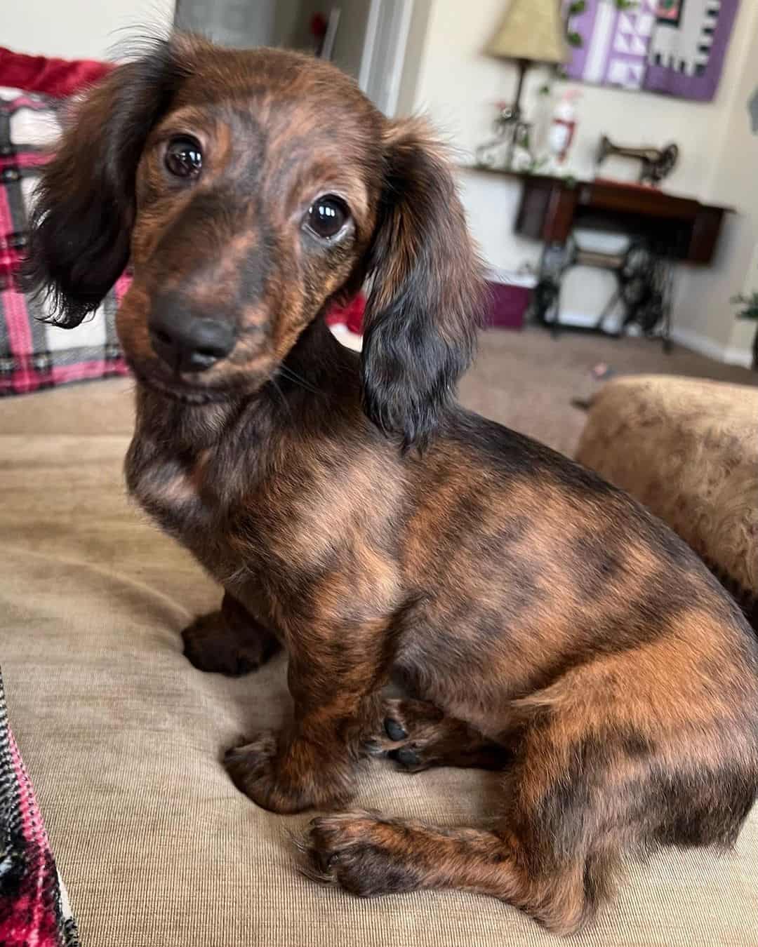 long haired brindle dachshund