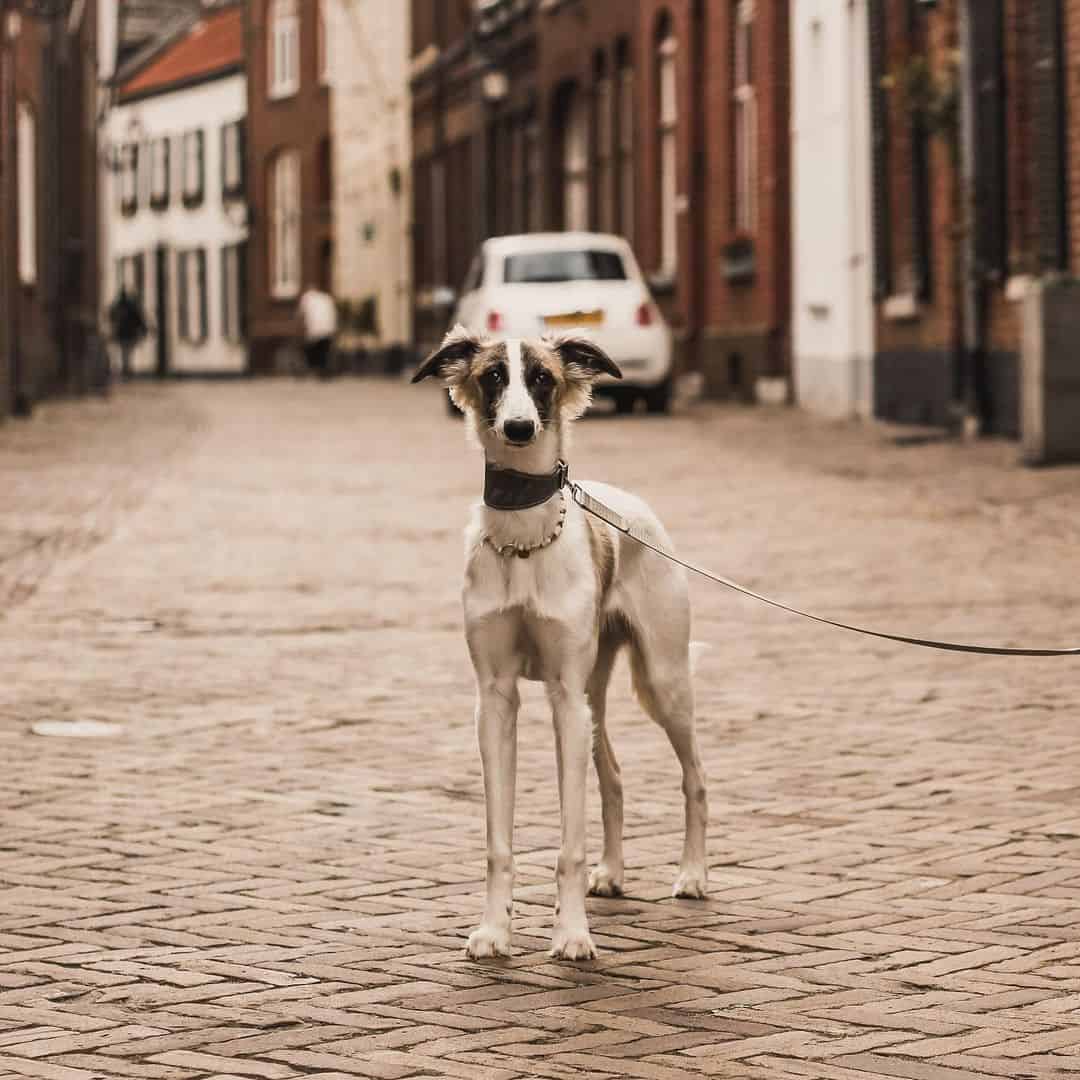 long haired whippet on a leash