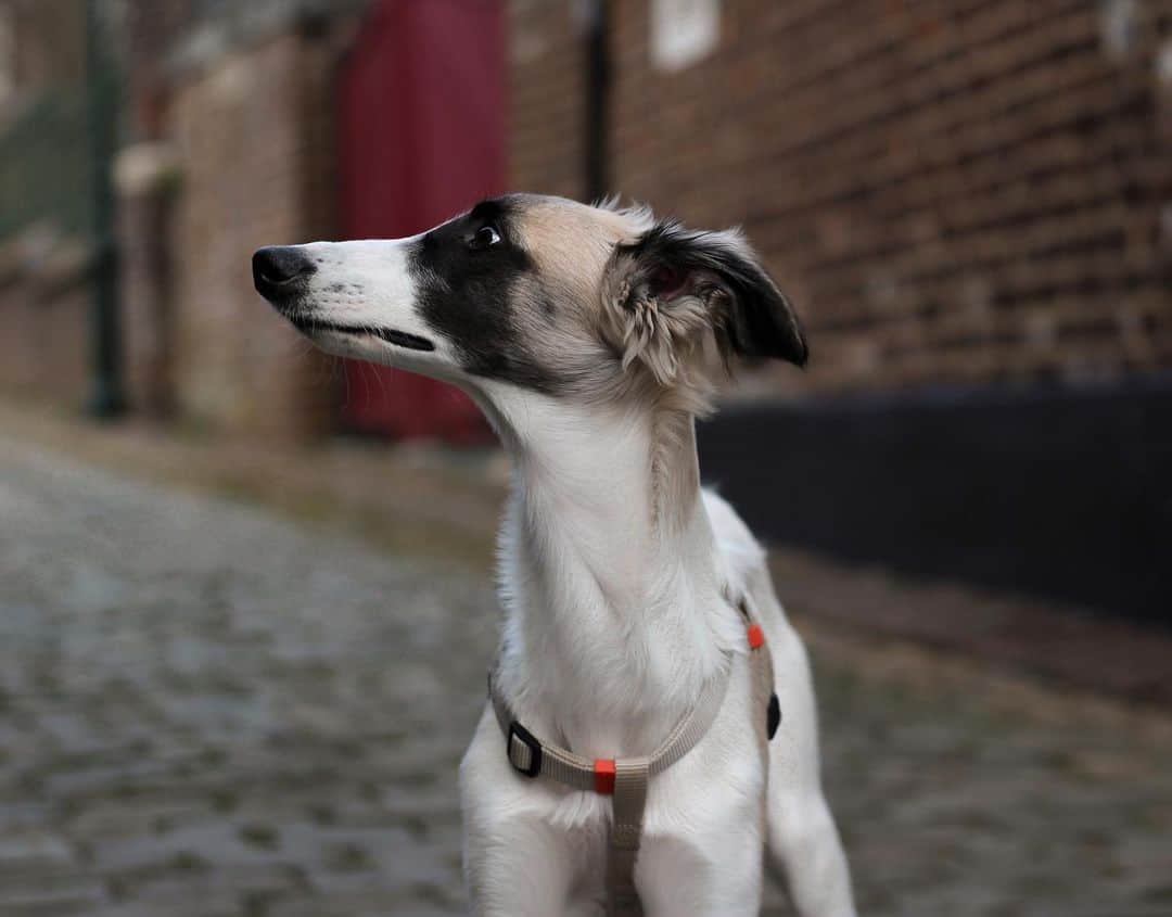 long haired whippet side portrait