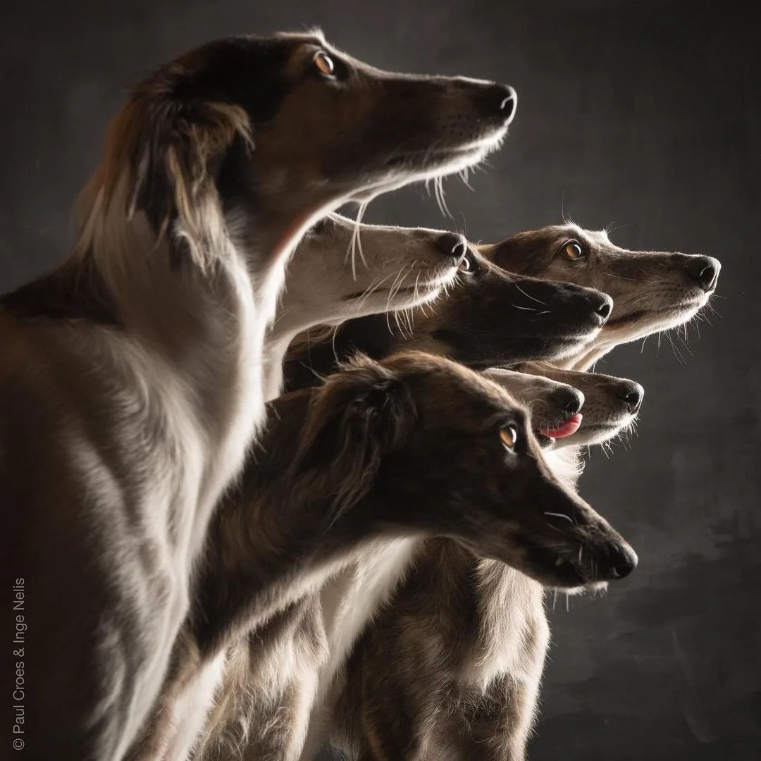 long haired whippets