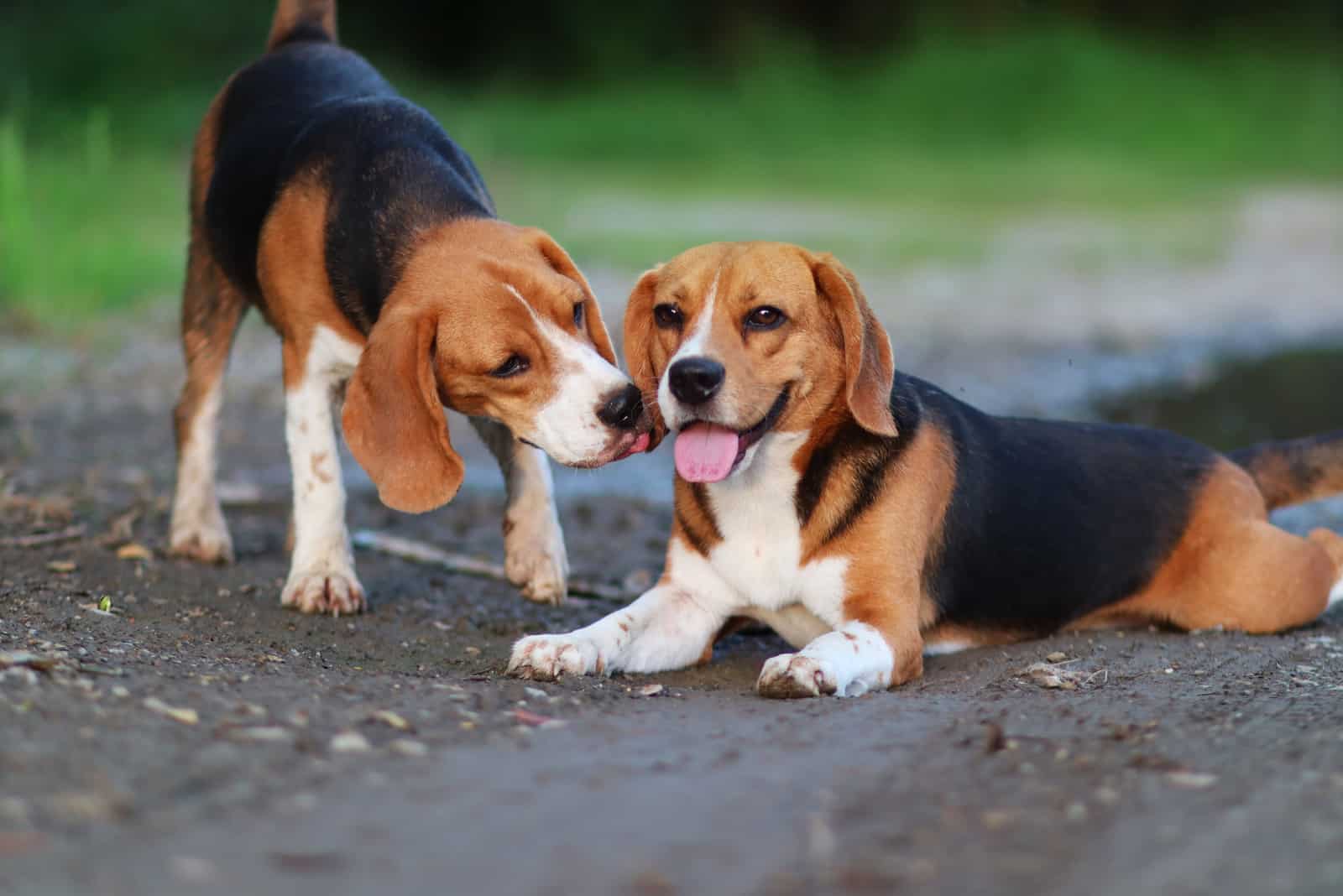 male and female beagle kissing