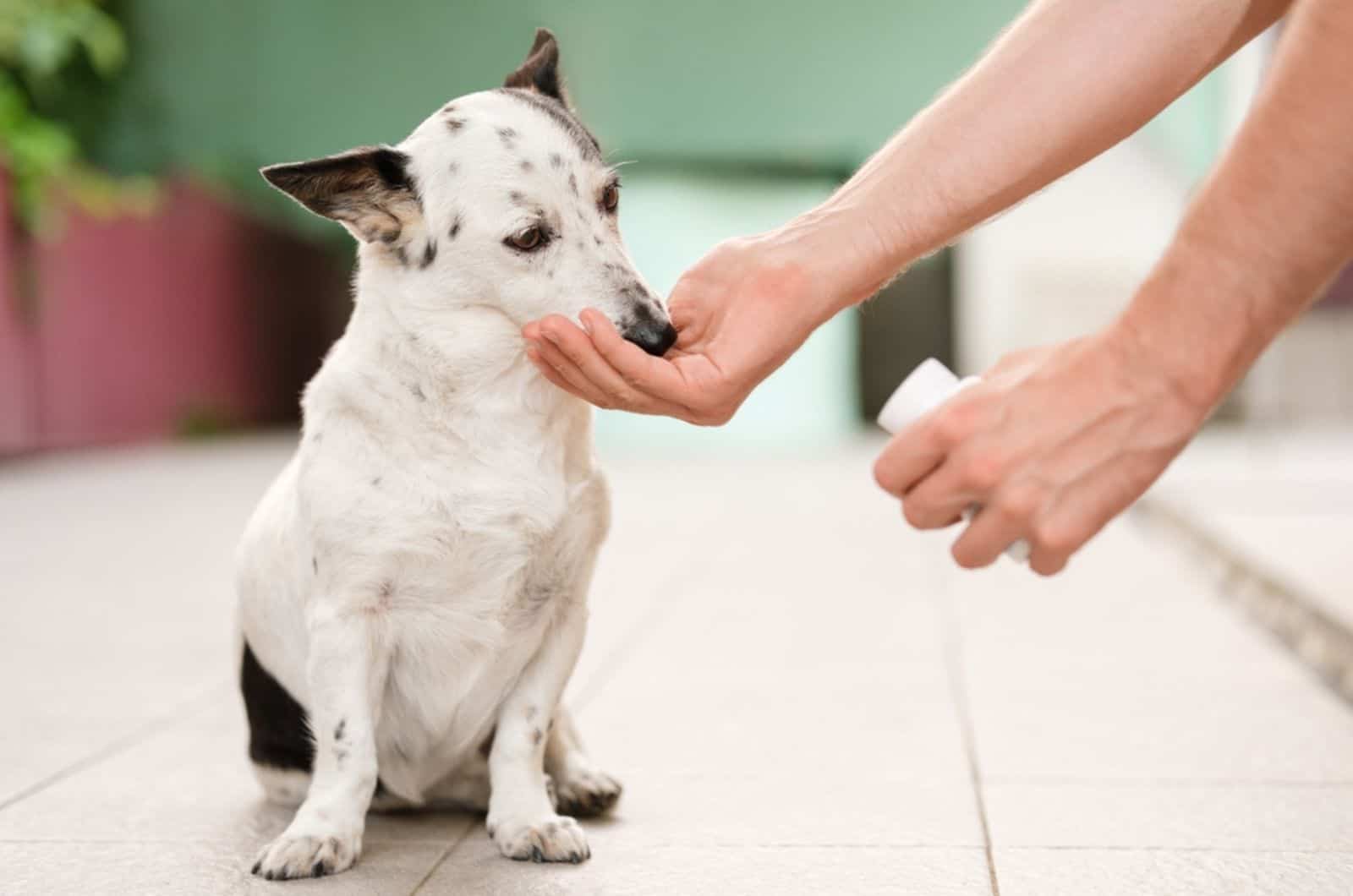 man giving dog a medicine from hand