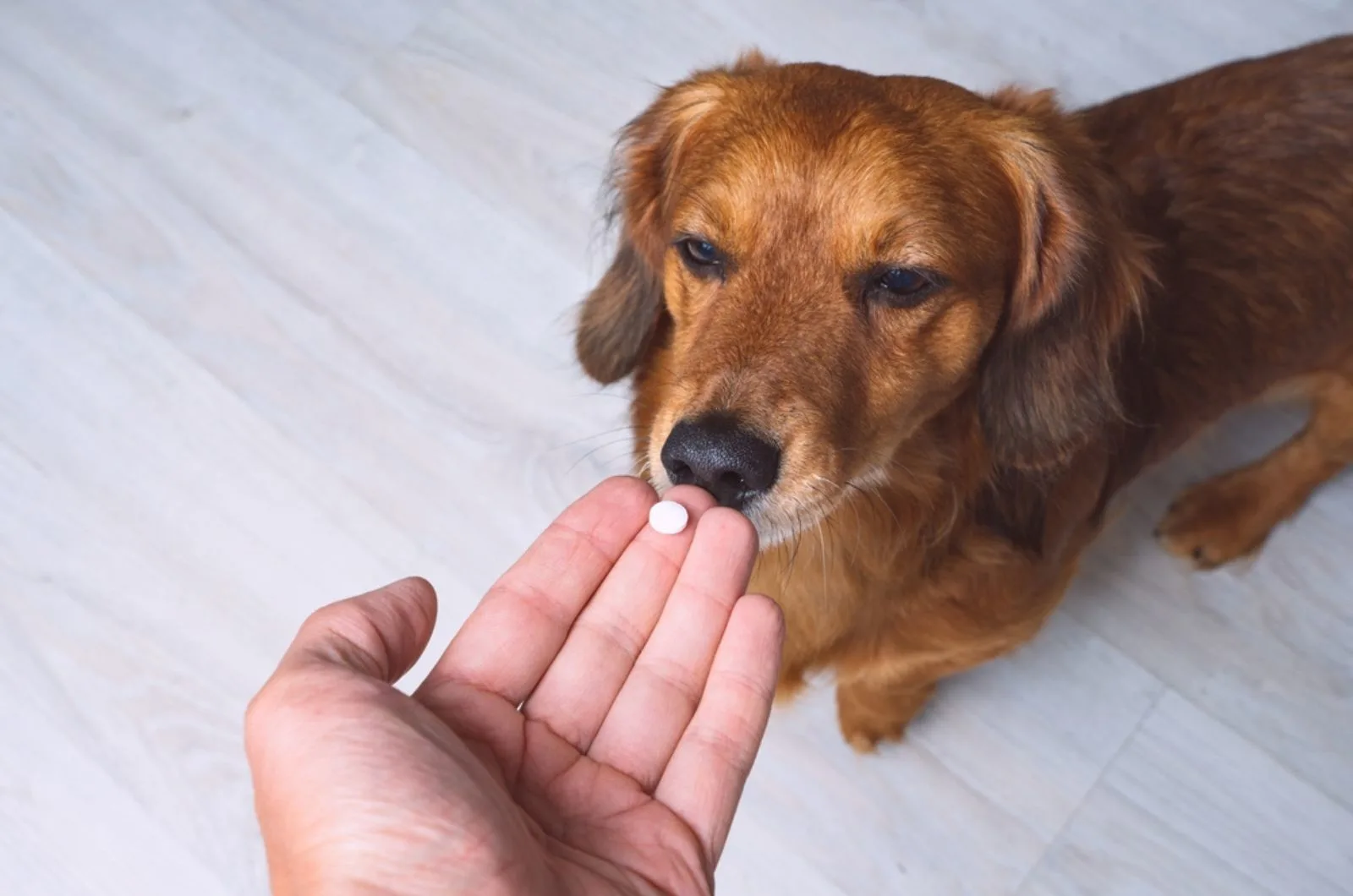 man givnig a pill to a sick dog at home