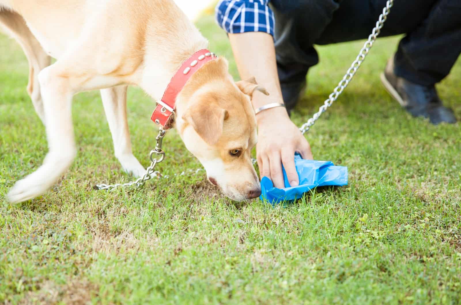 man picking up dog poop