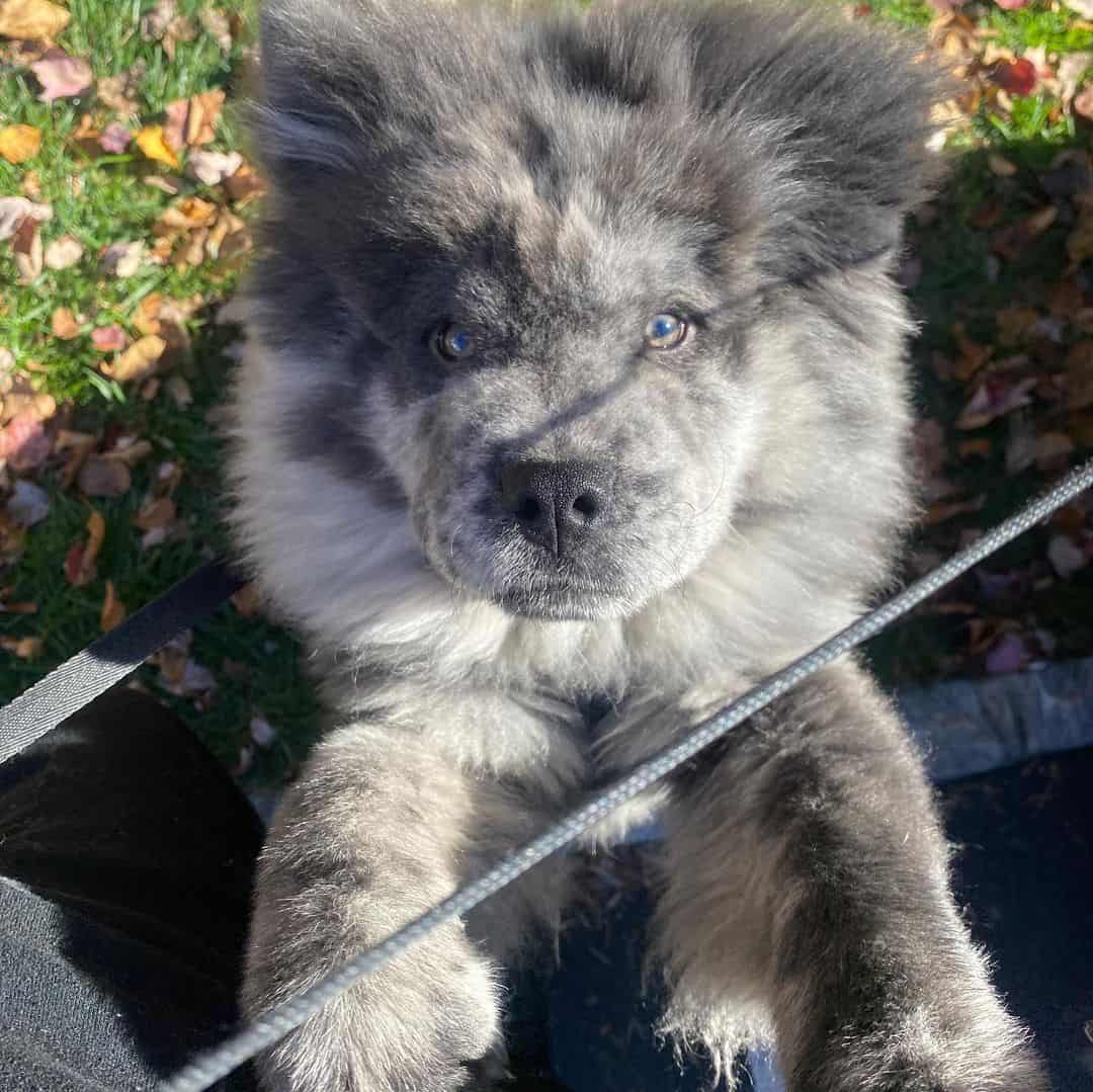 merle Chow Chow stands on his hind legs and looks at the camera