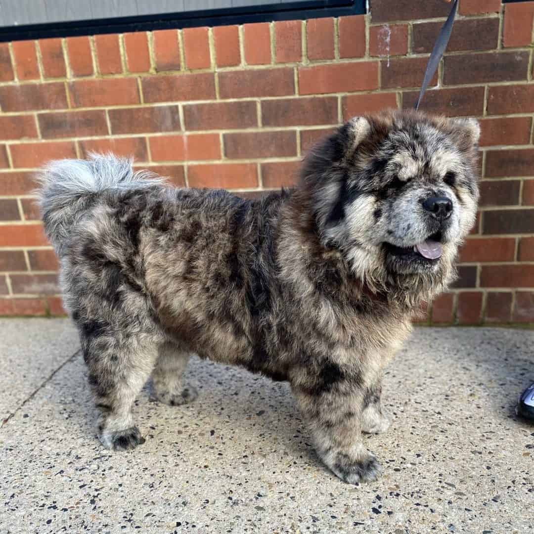 merle chow chow standing on the sidewalk