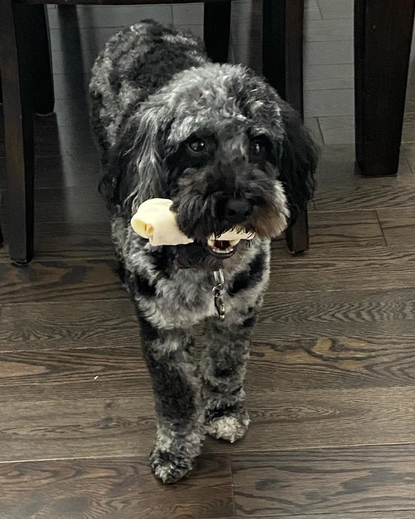 merle cockapoo holding in mouth something