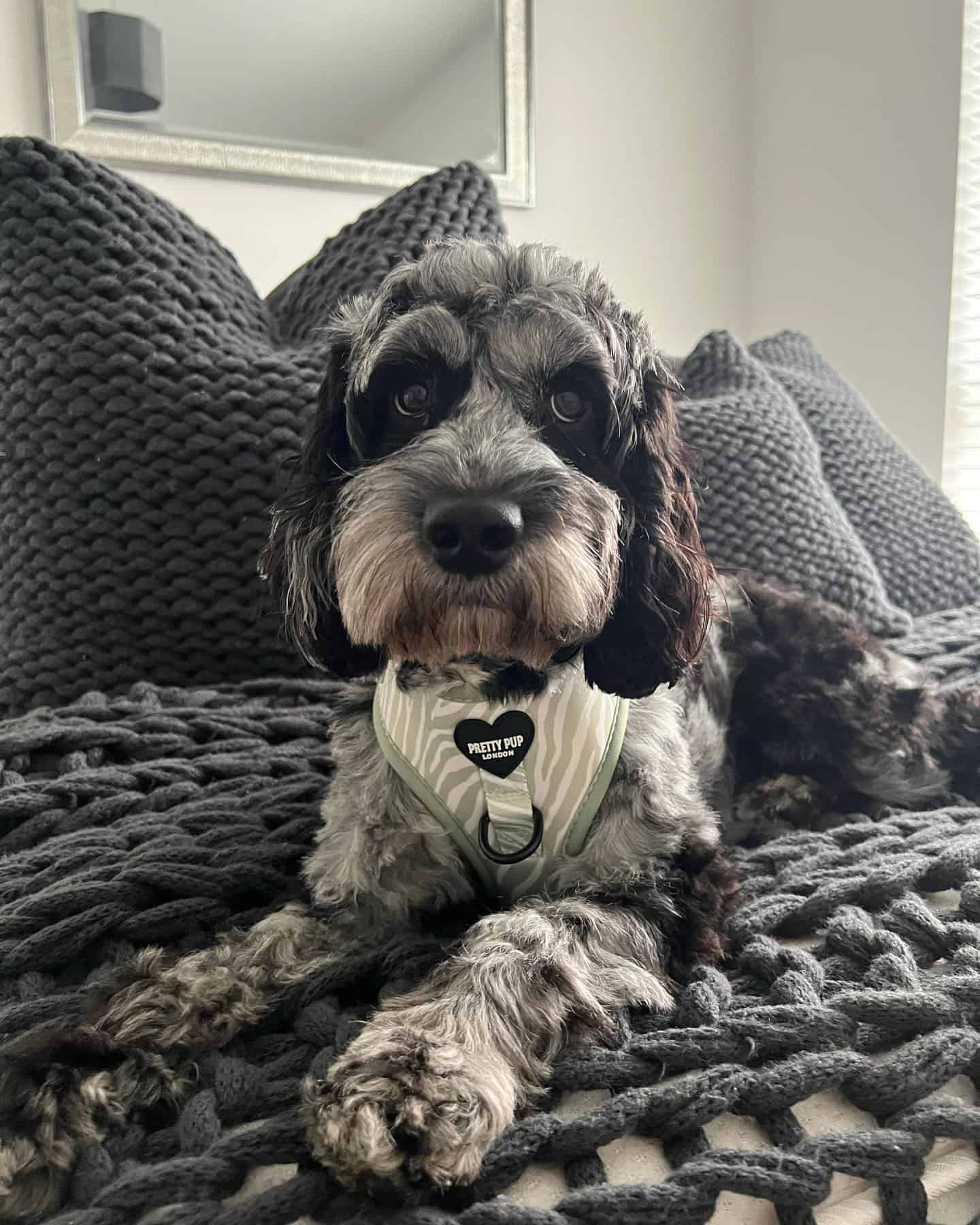 merle cockapoo laying on the bed