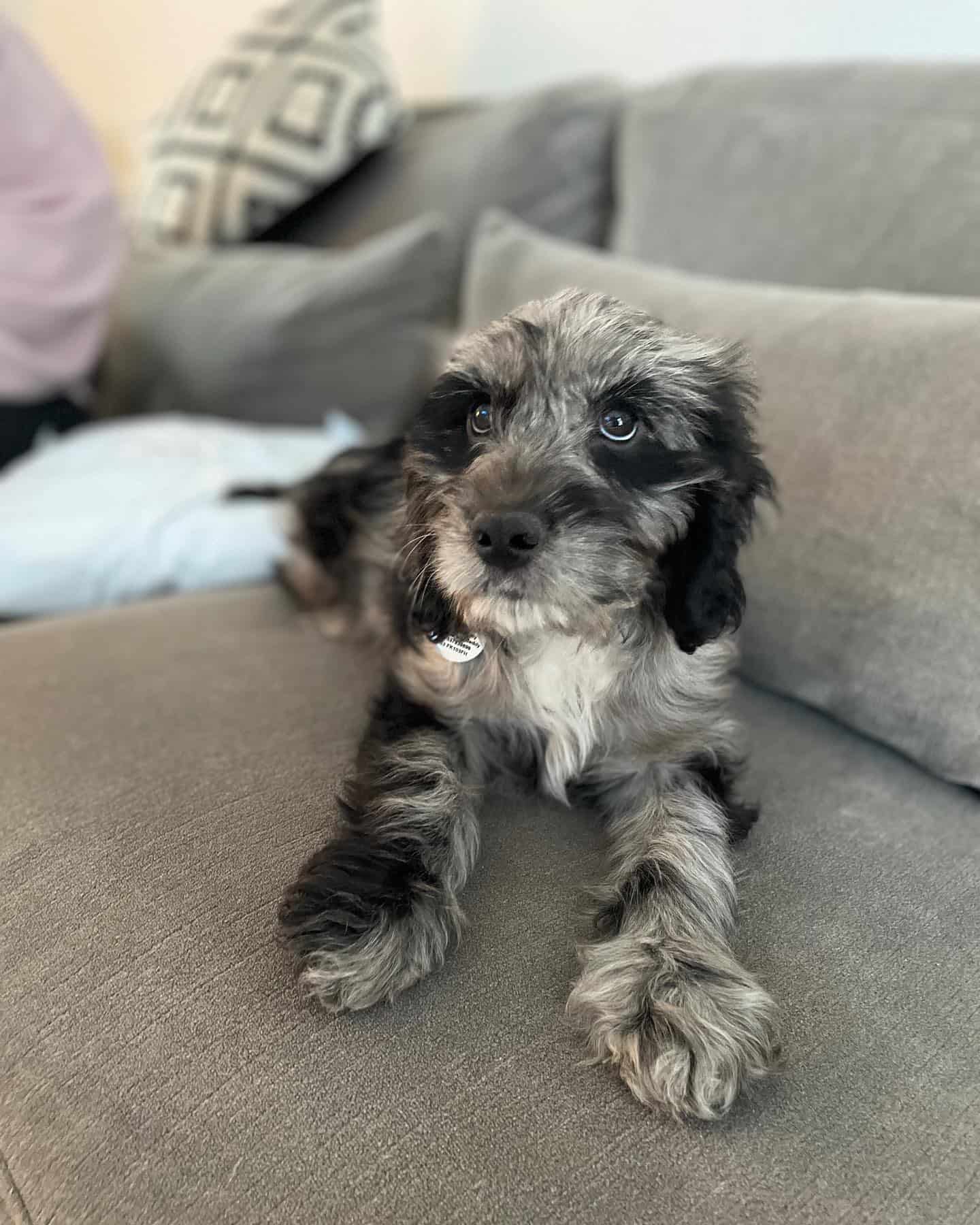 merle cockapoo laying on the couch
