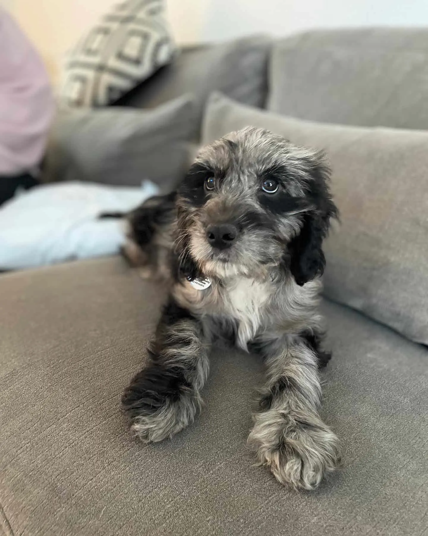 merle cockapoo laying on the couch