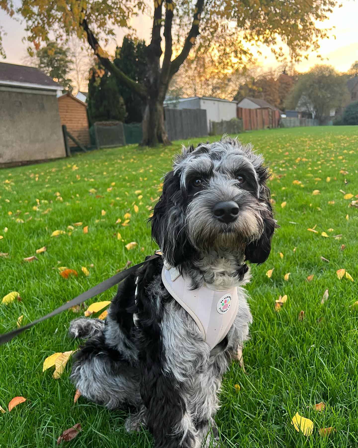 merle cockapoo sitting on the grass