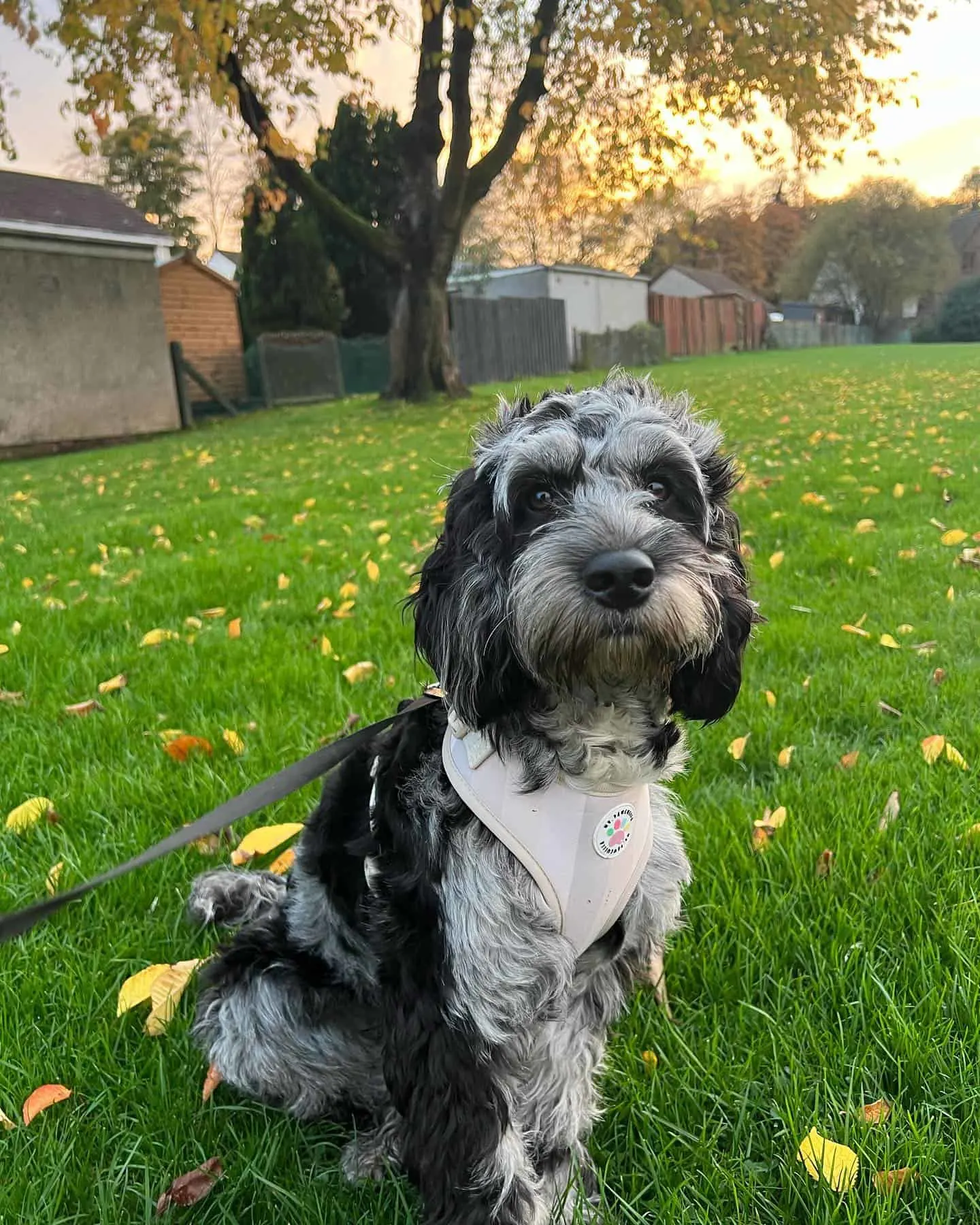 merle cockapoo sitting on the grass