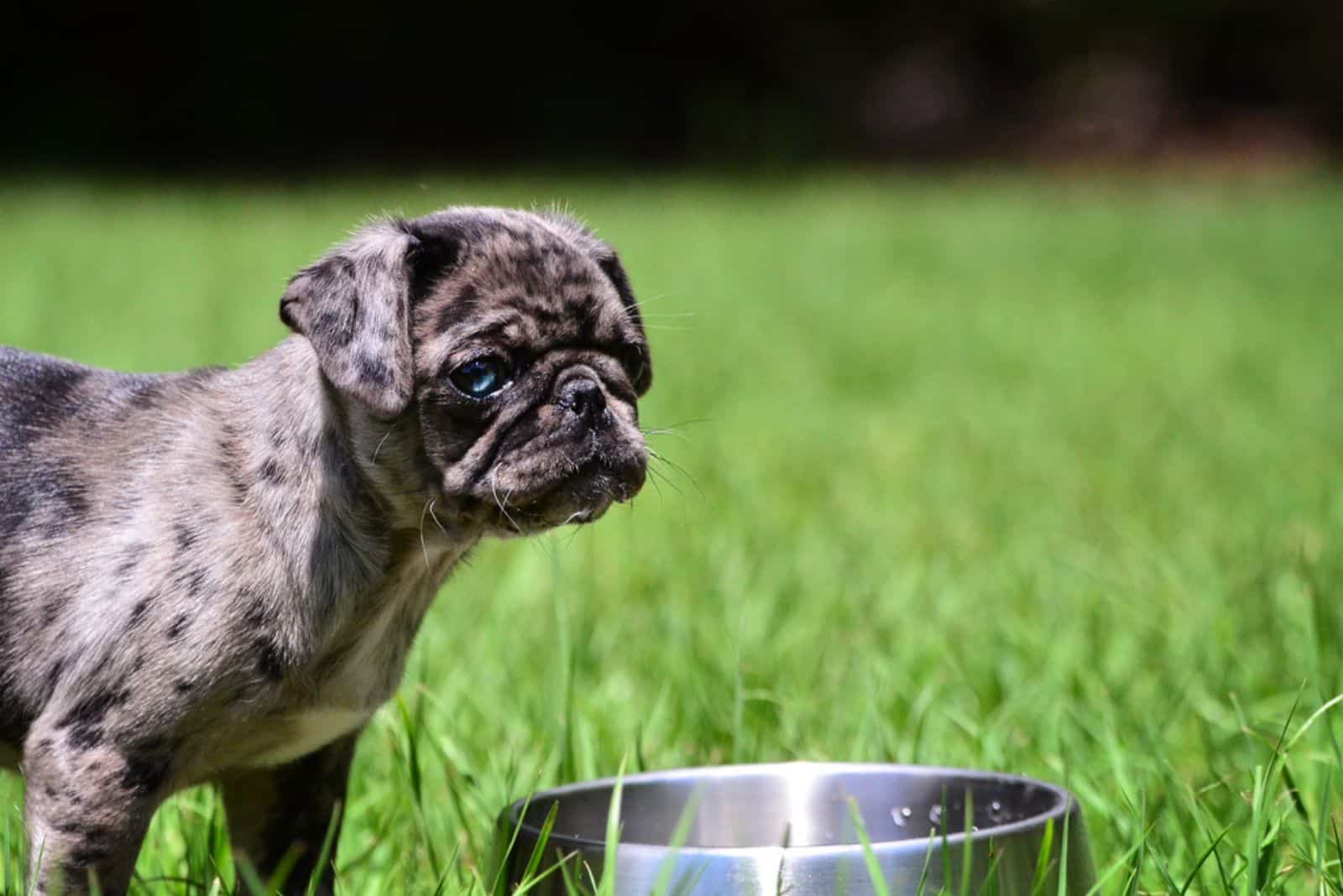 merle pug standing with food bowl