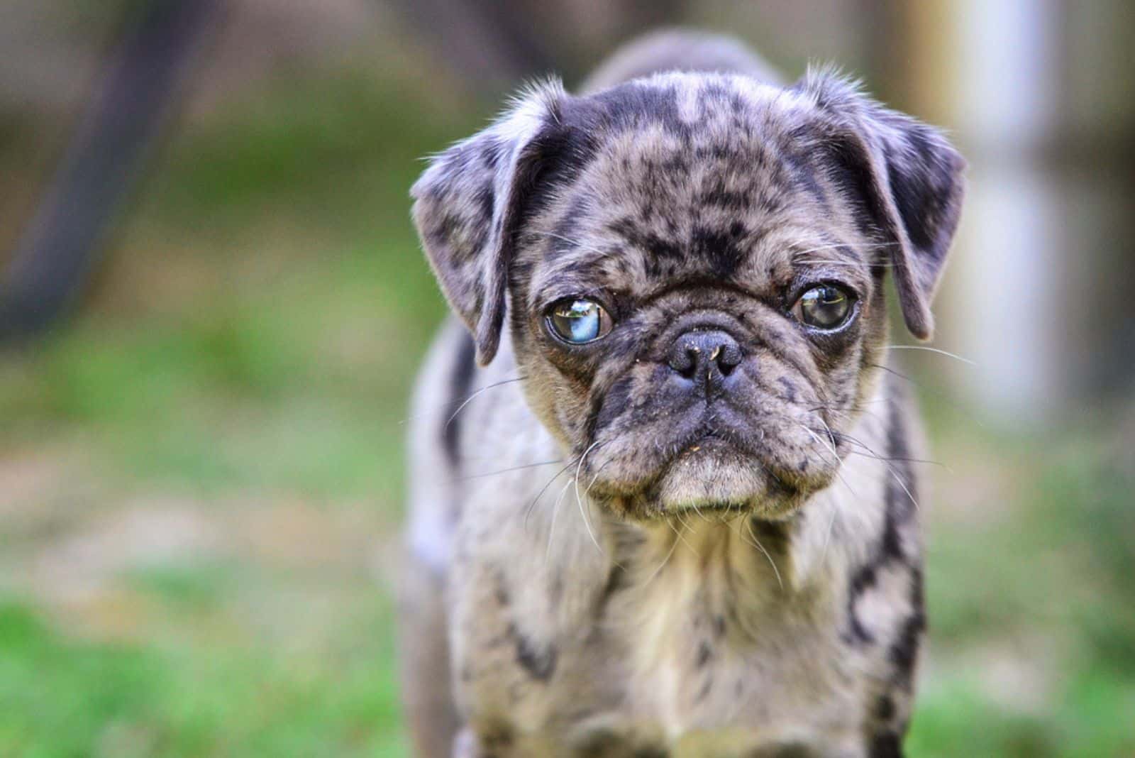 merle pug with one blue eye keeping a look out
