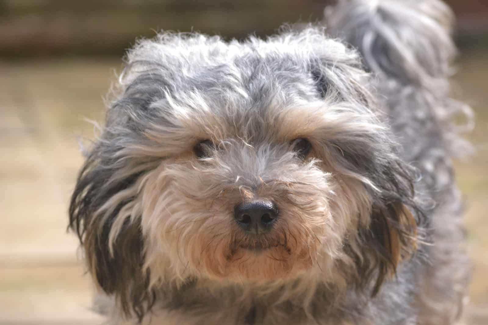 messy yorkie poo