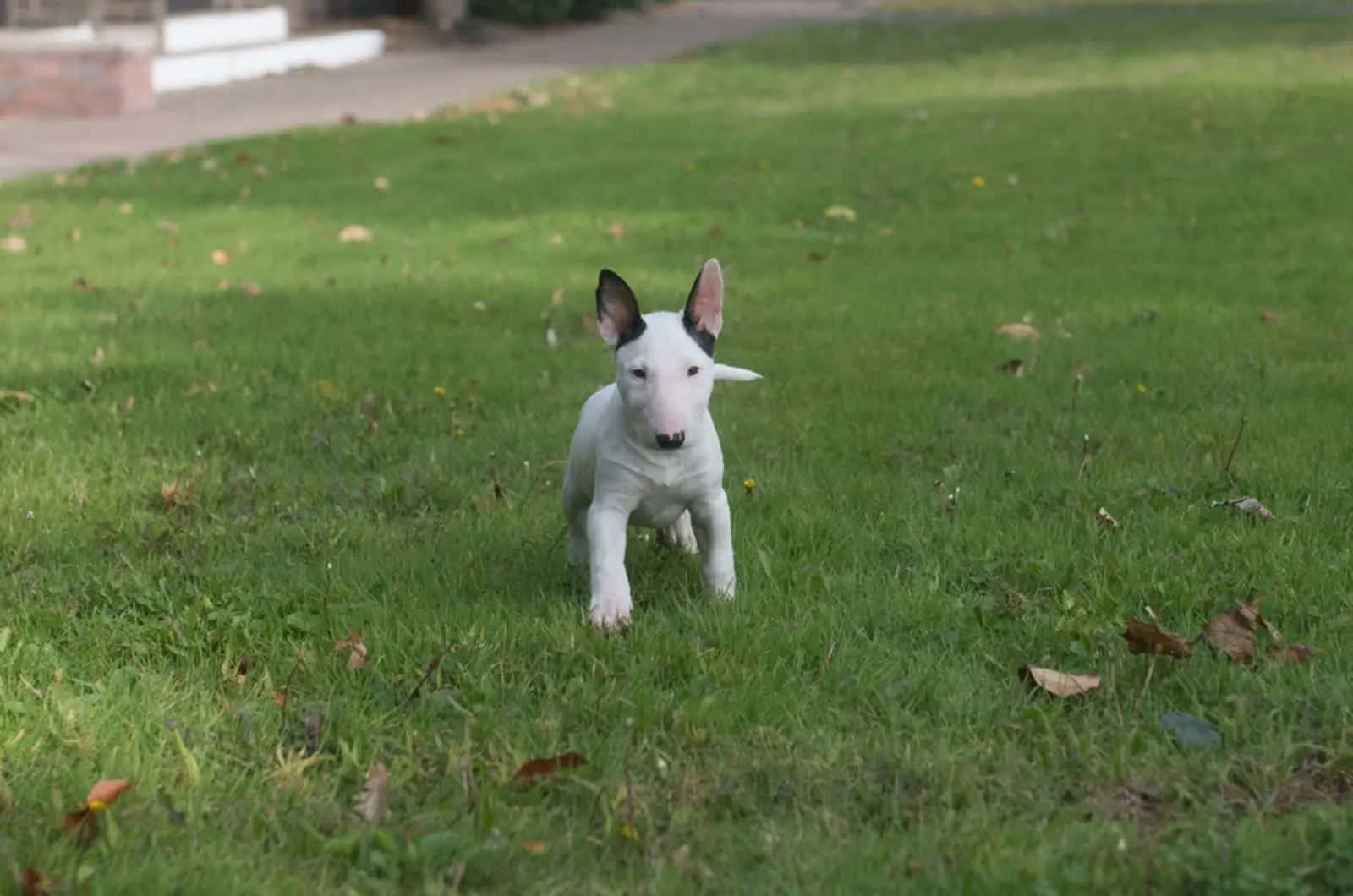 mini bull terrier puppy standing on the grass in the yard