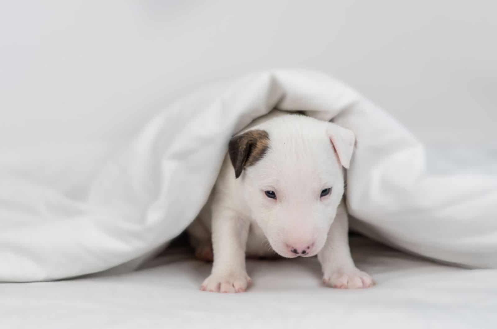 mini bull terrier puppy under quilt