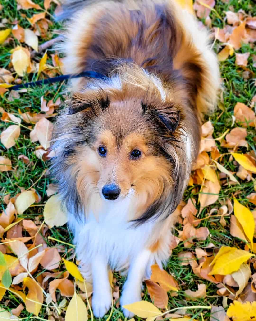 mini sheltie