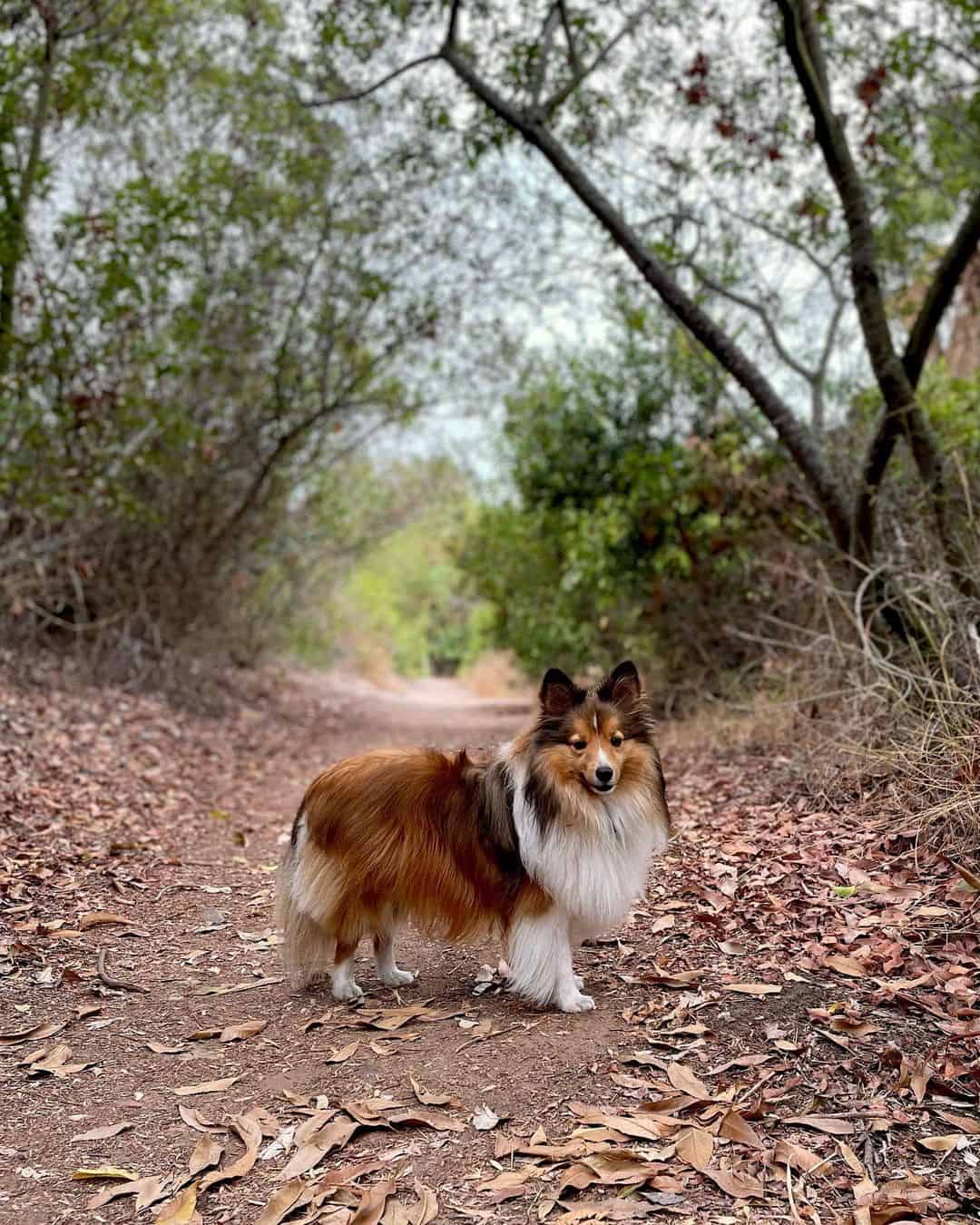 mini shetland sheepdog in nature