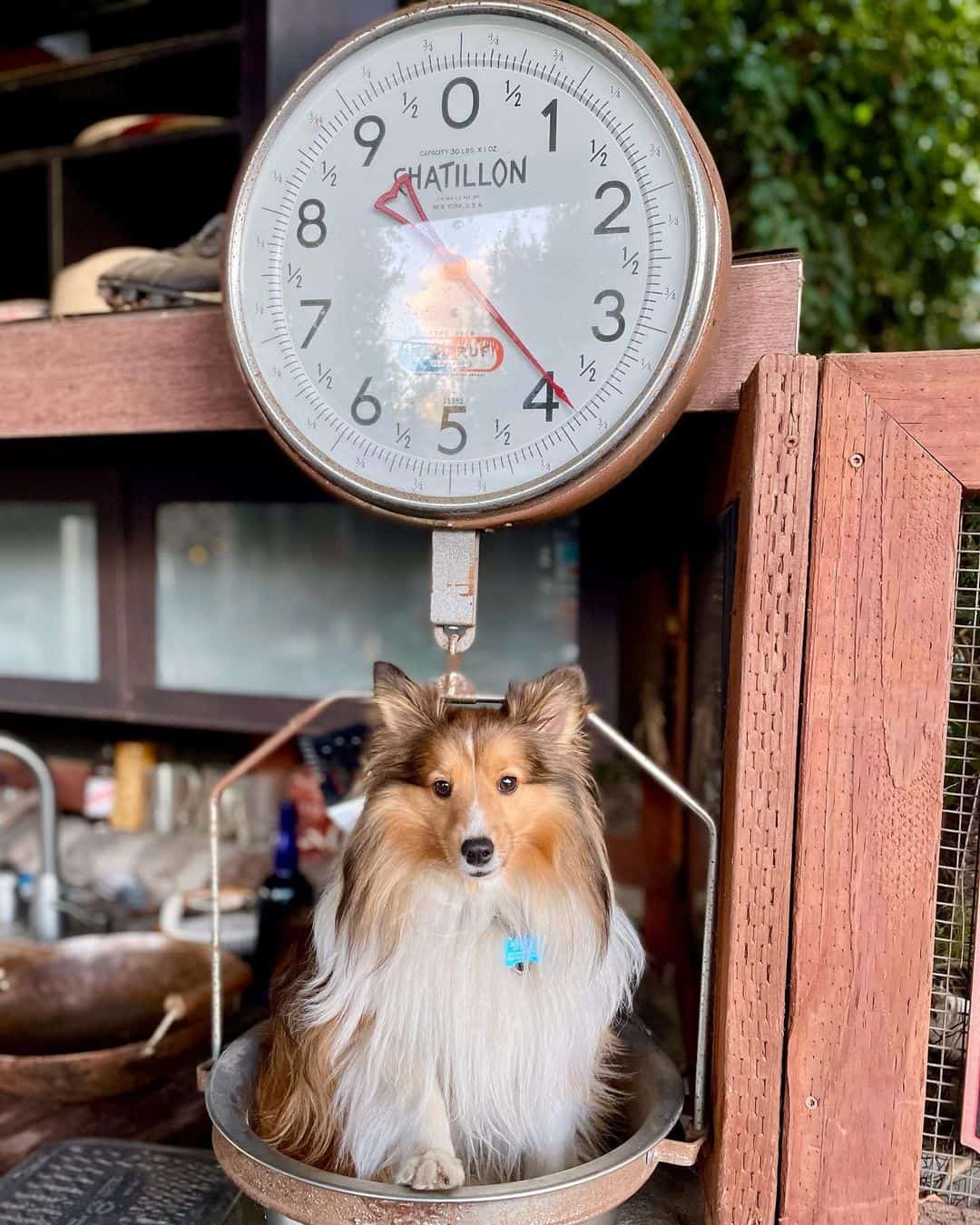 mini shetland sheepdog on a scale