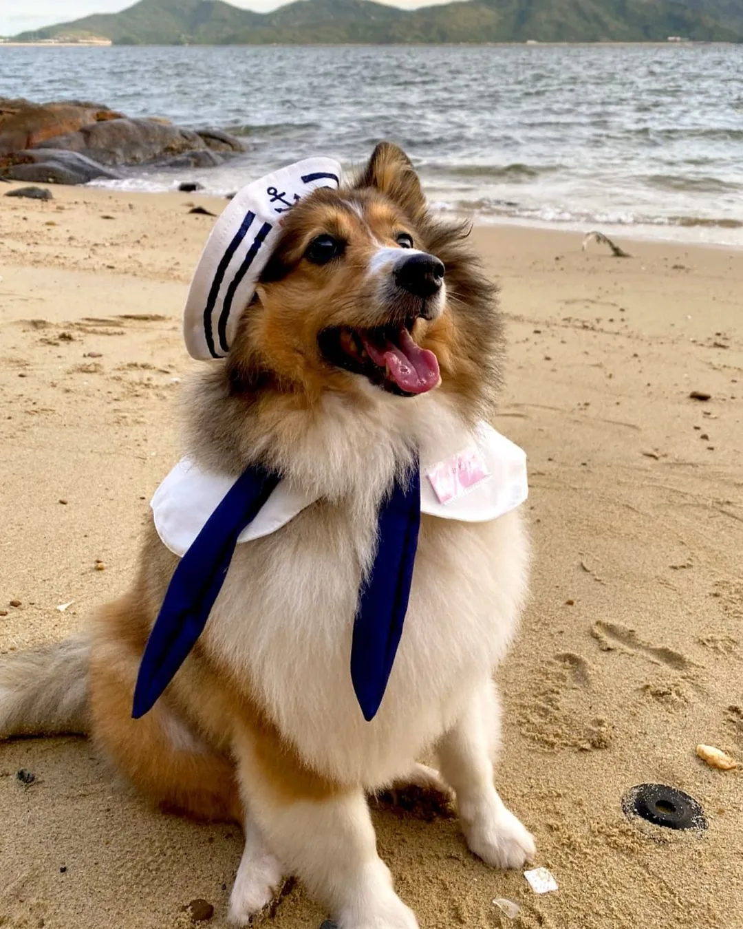 mini shetland sheepdog wearing a sailor costume