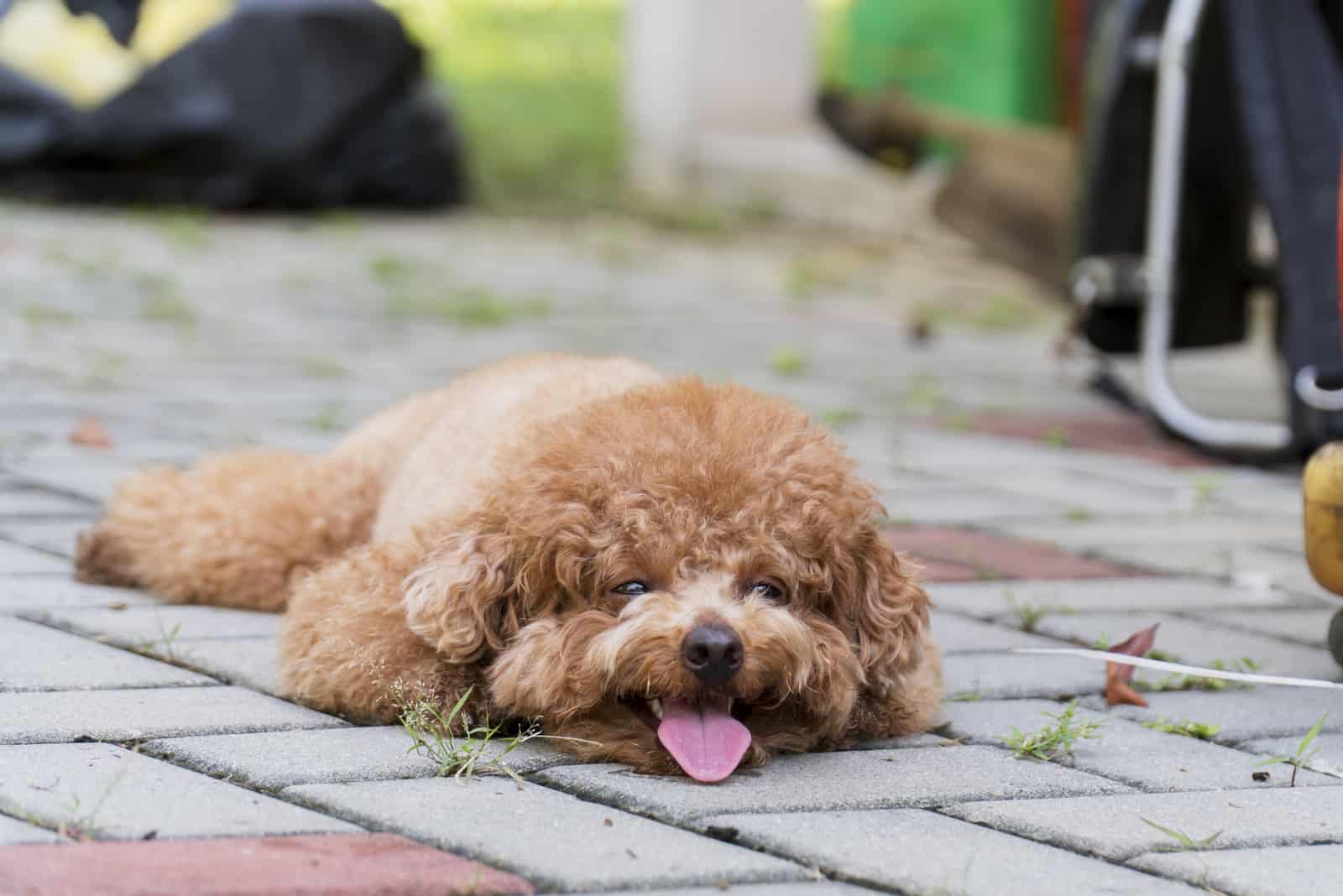 miniature poodle resting on floor