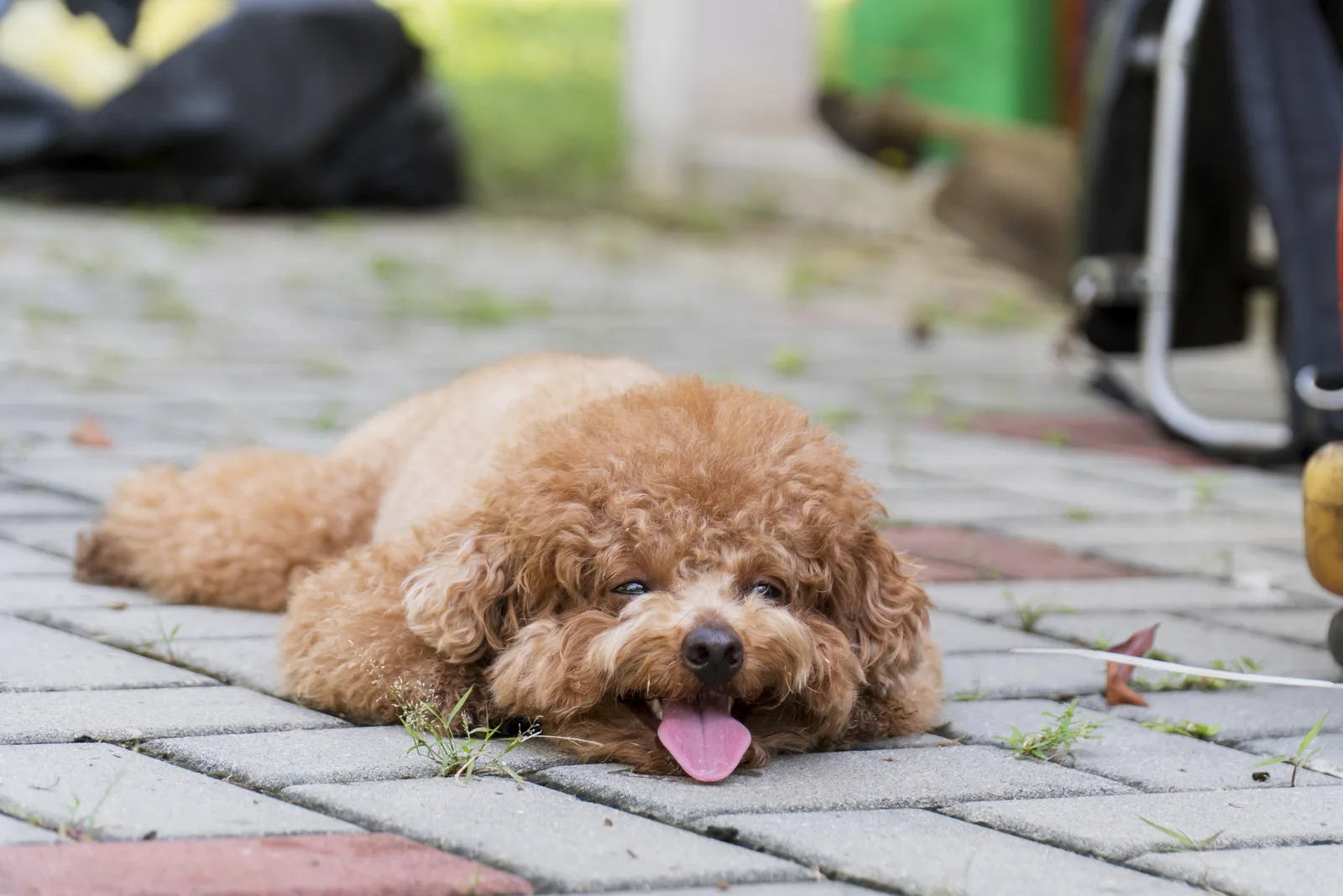 miniature poodle resting on floor