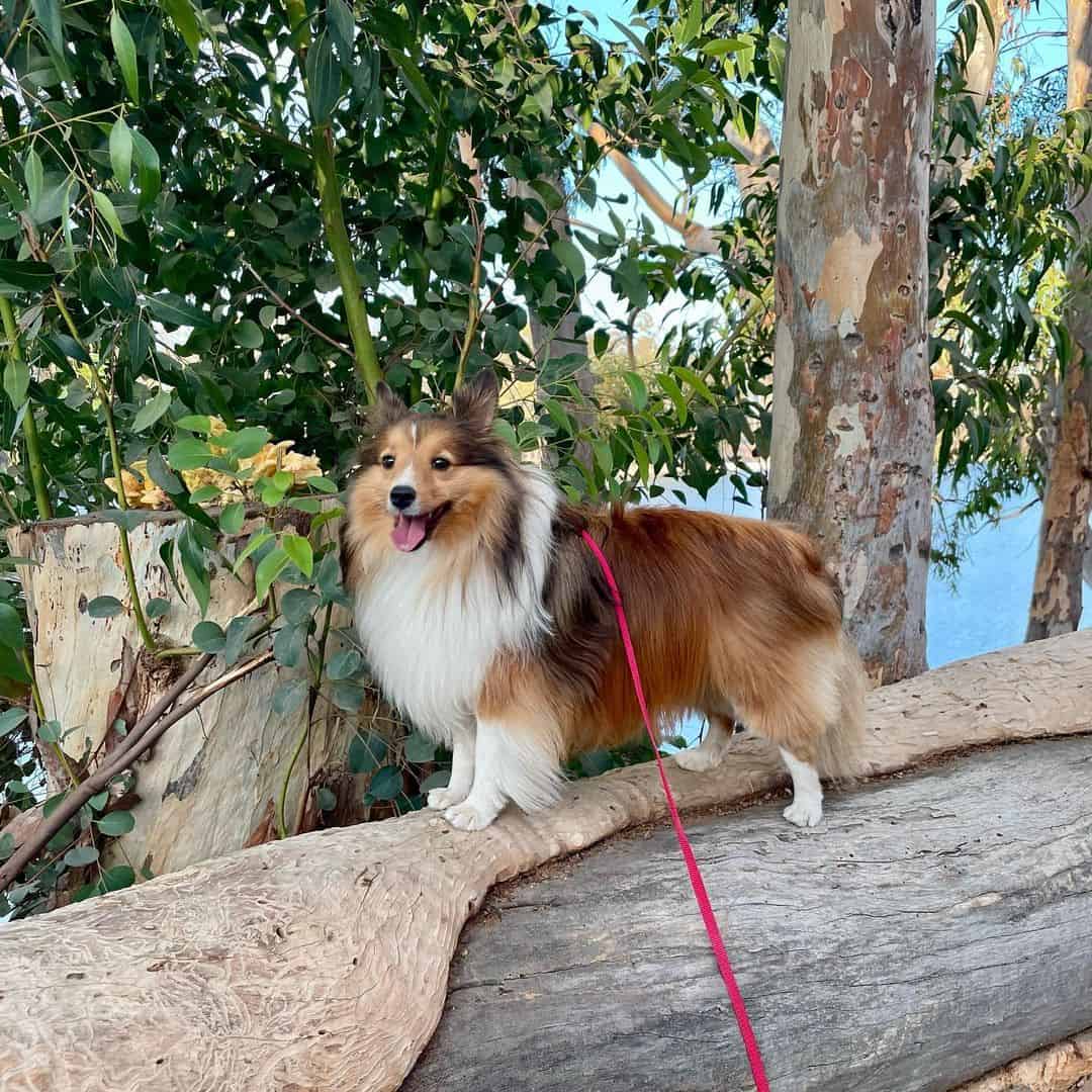 miniature shetland sheepdog on a walk