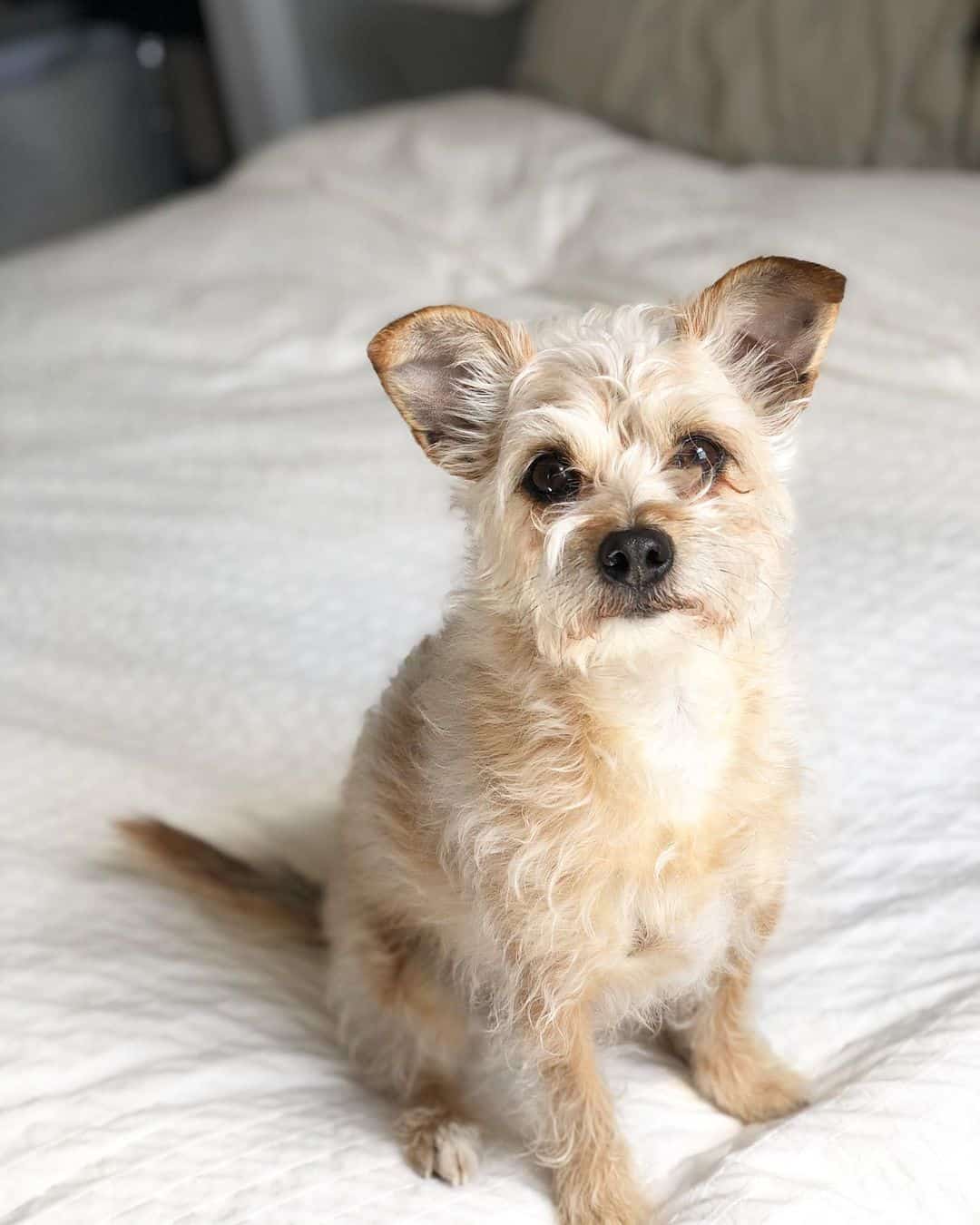 mixed breed of cairn terrier and chihuahua