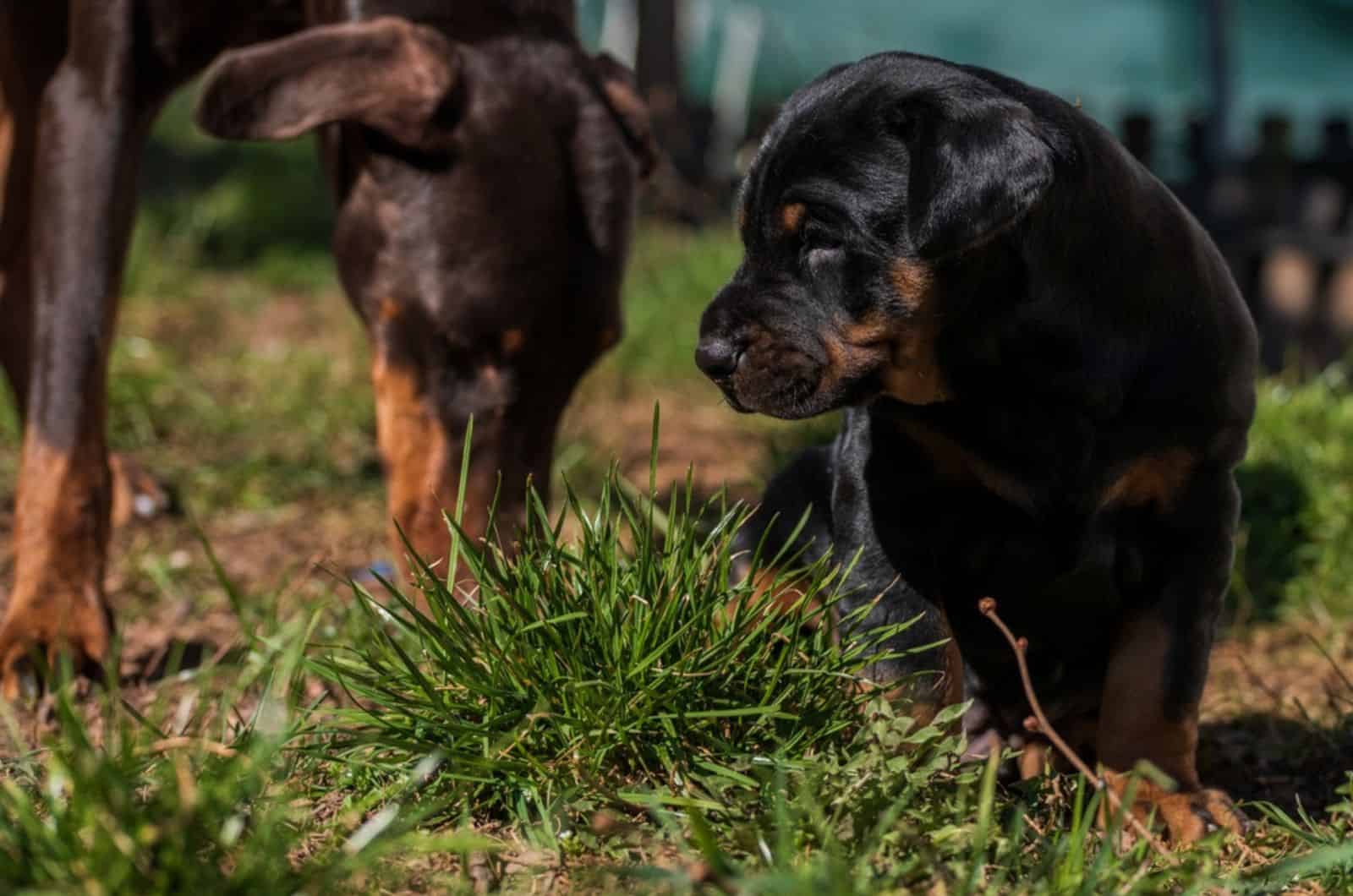 mother and puppy doberman in the garden