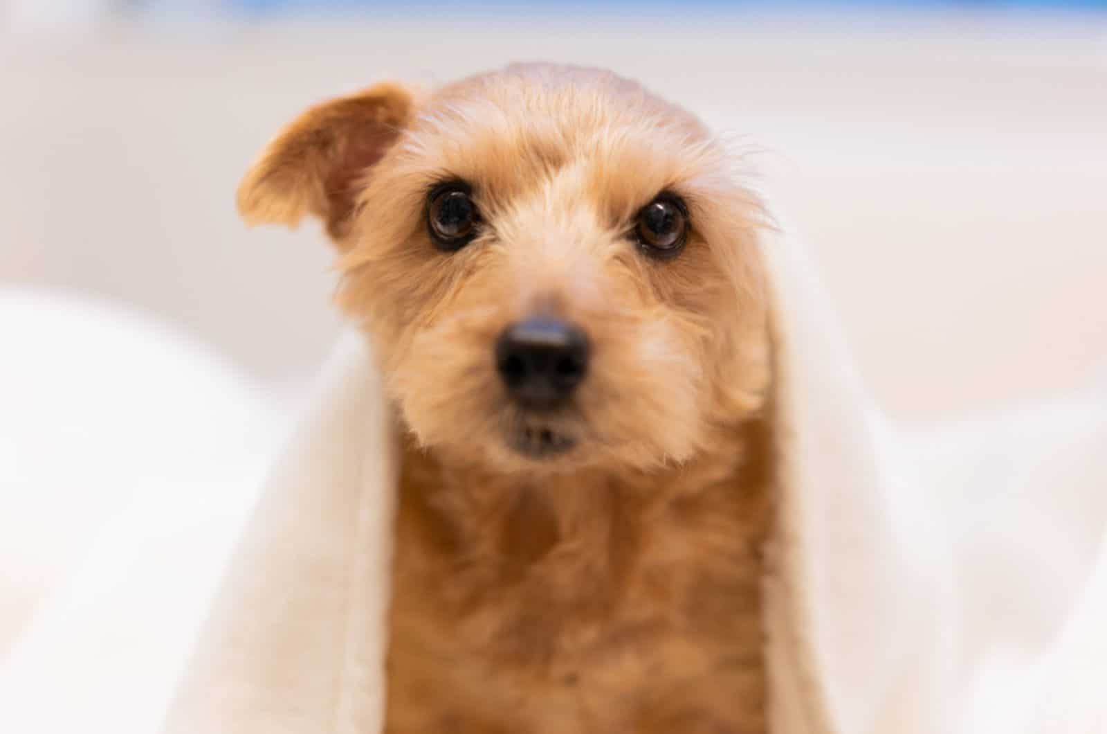 norfolk terrier in the bed covered with a blanket