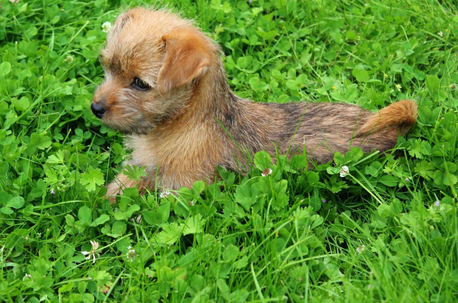 norfolk terrier puppy lying in the grass in the park
