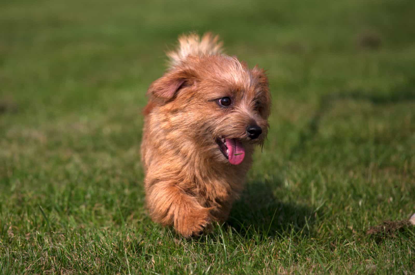 norfolk terrier puppy running on the lawn