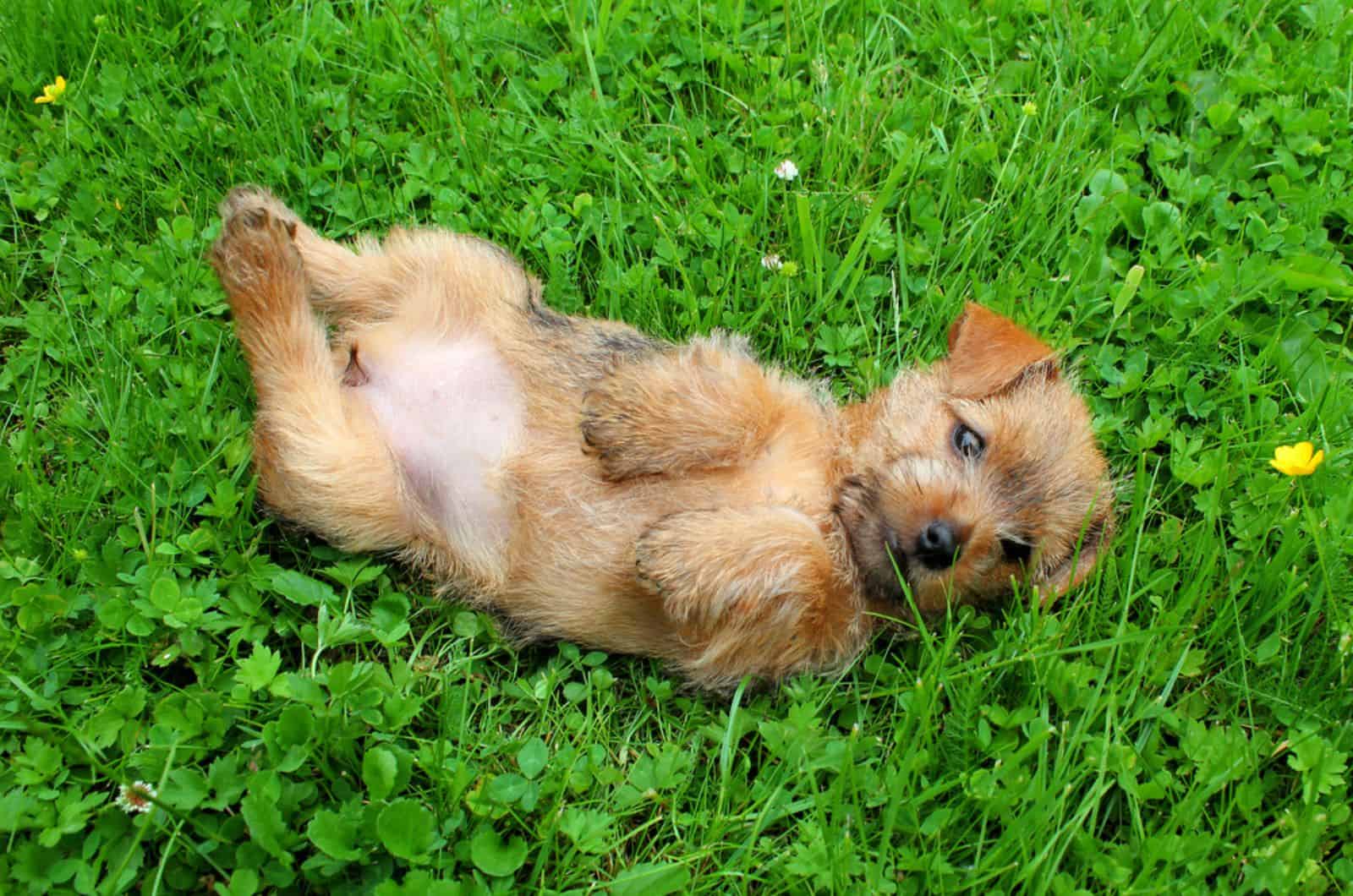 norfolk terrier puppy lying on the grass