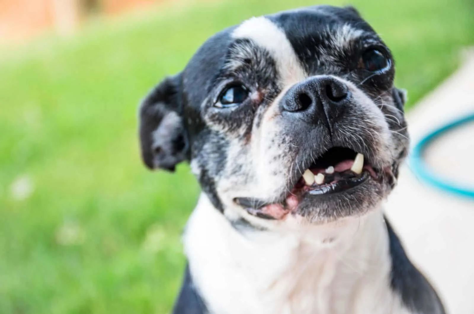 old boston terrier dog in the yard