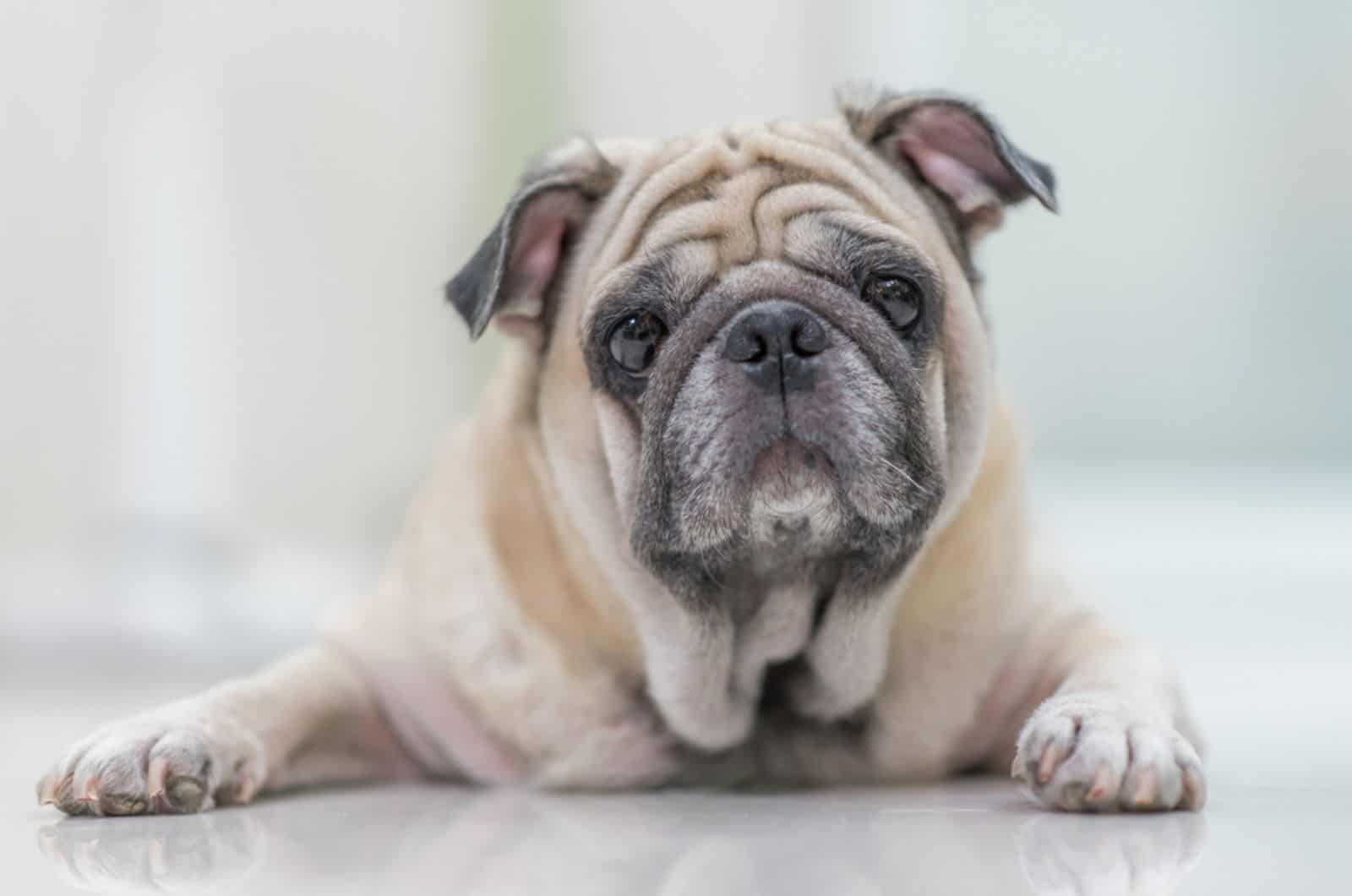 old fawn pug lying on the floor