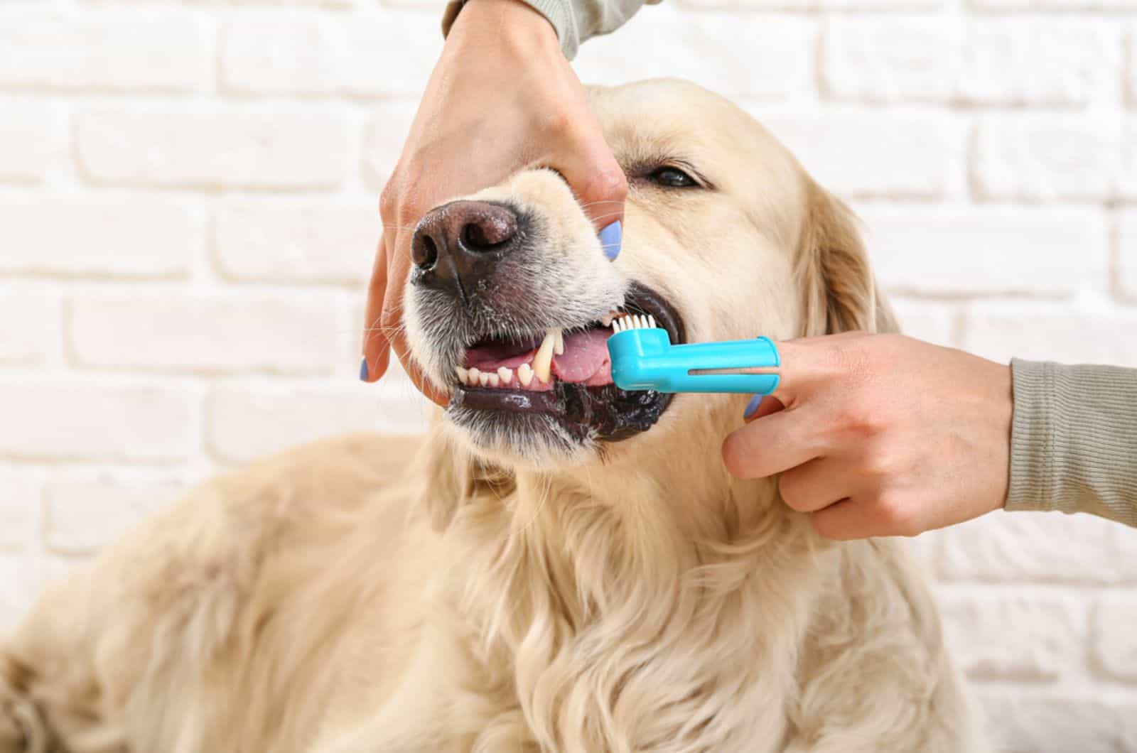 owner brushing teeth of dog at home