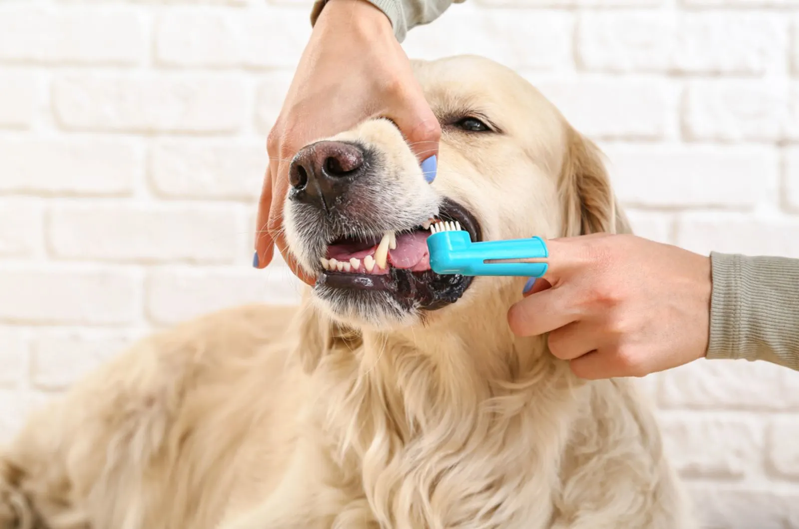owner brushing teeth of dog at home