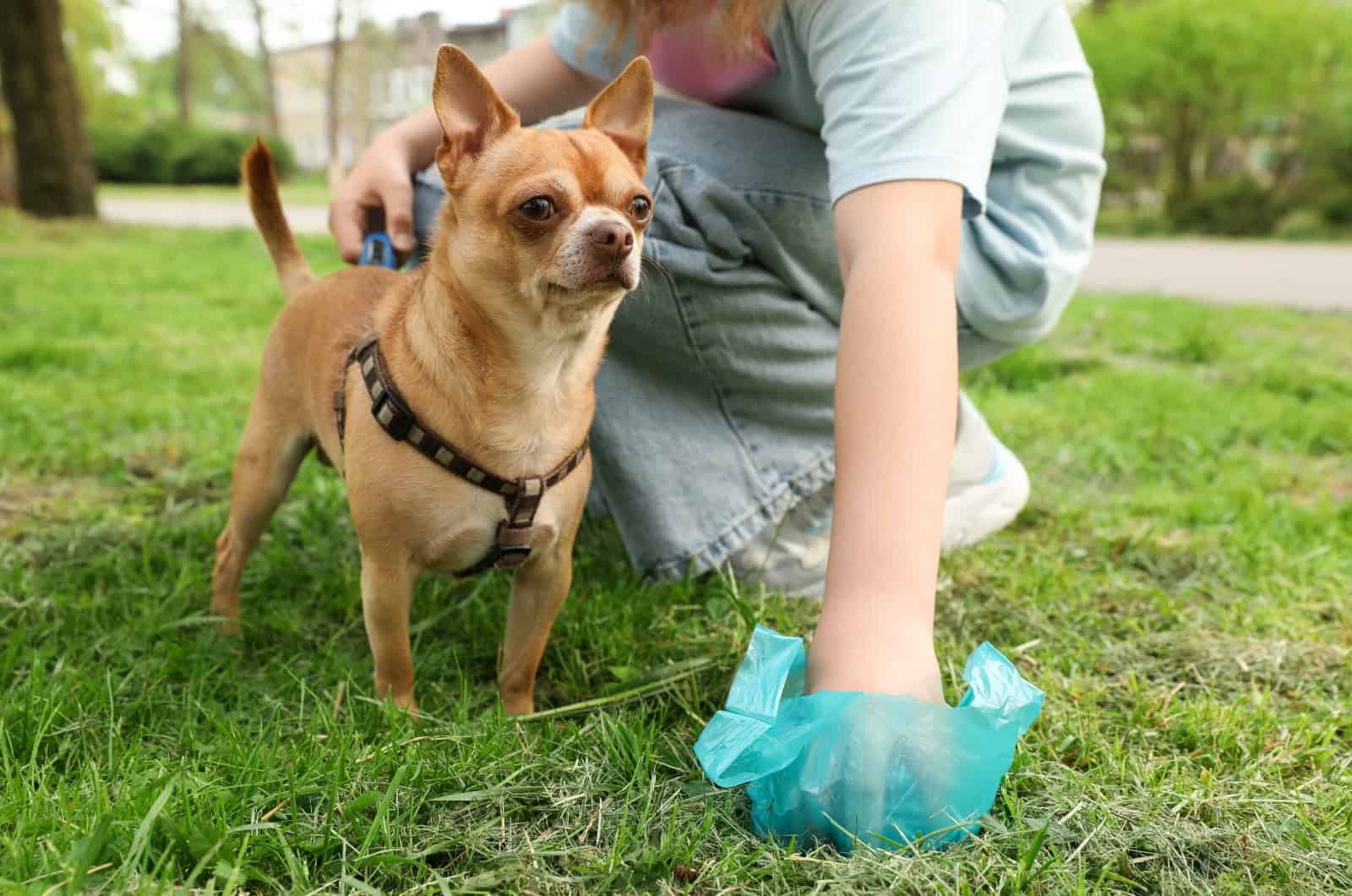 owner picking up dog poop from grass